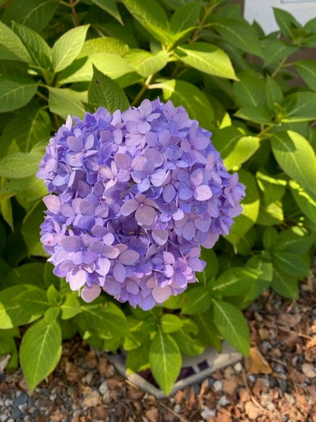 Hortensia (<i >Hydrangea</i> spp)