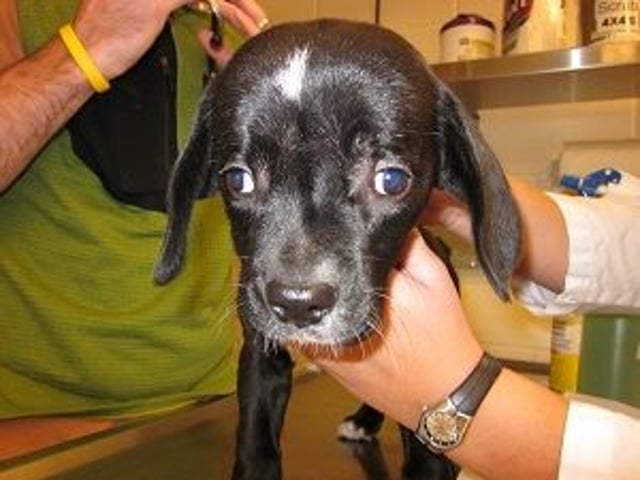 Hydrocephalus, dog
