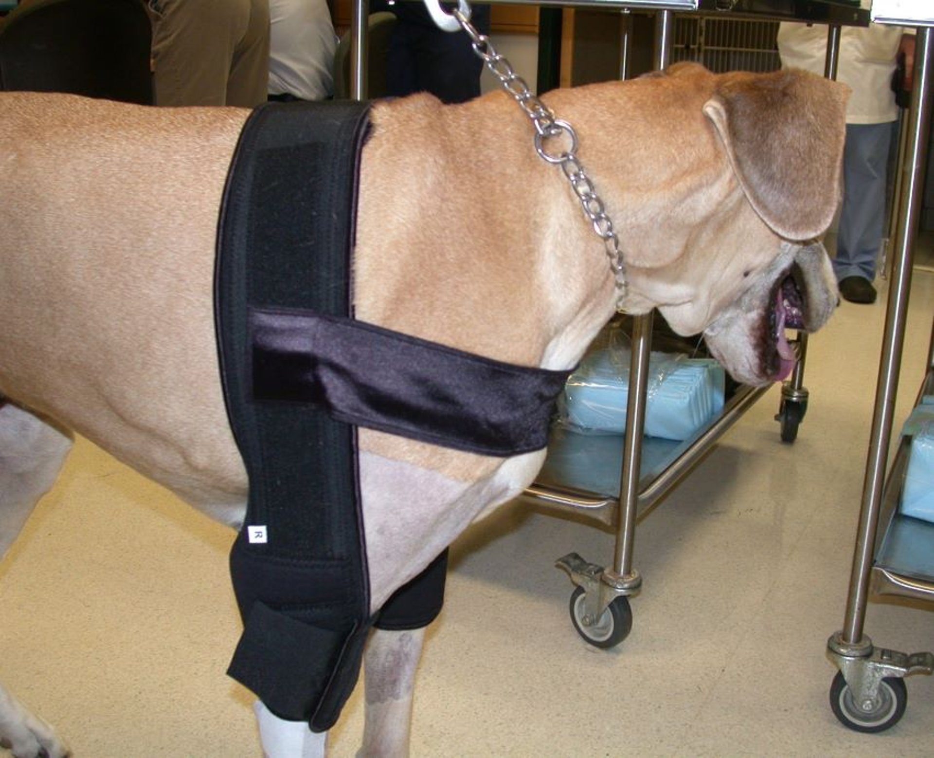 Hygroma management, protective elbow padding, dog