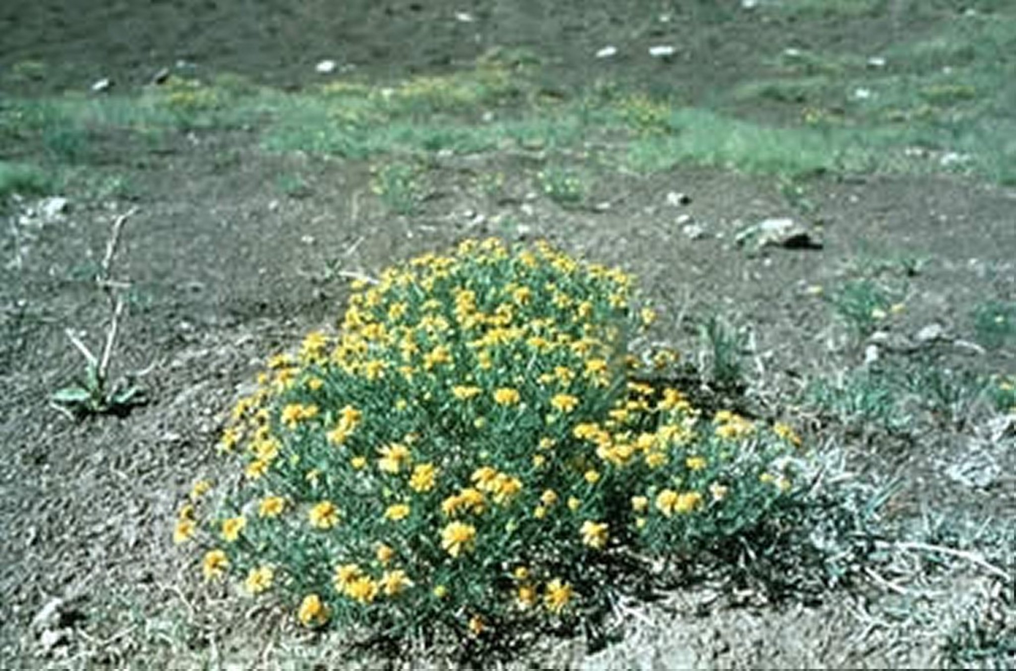 <i >Hymenoxys odorata</i> (Bitter Rubberweed)