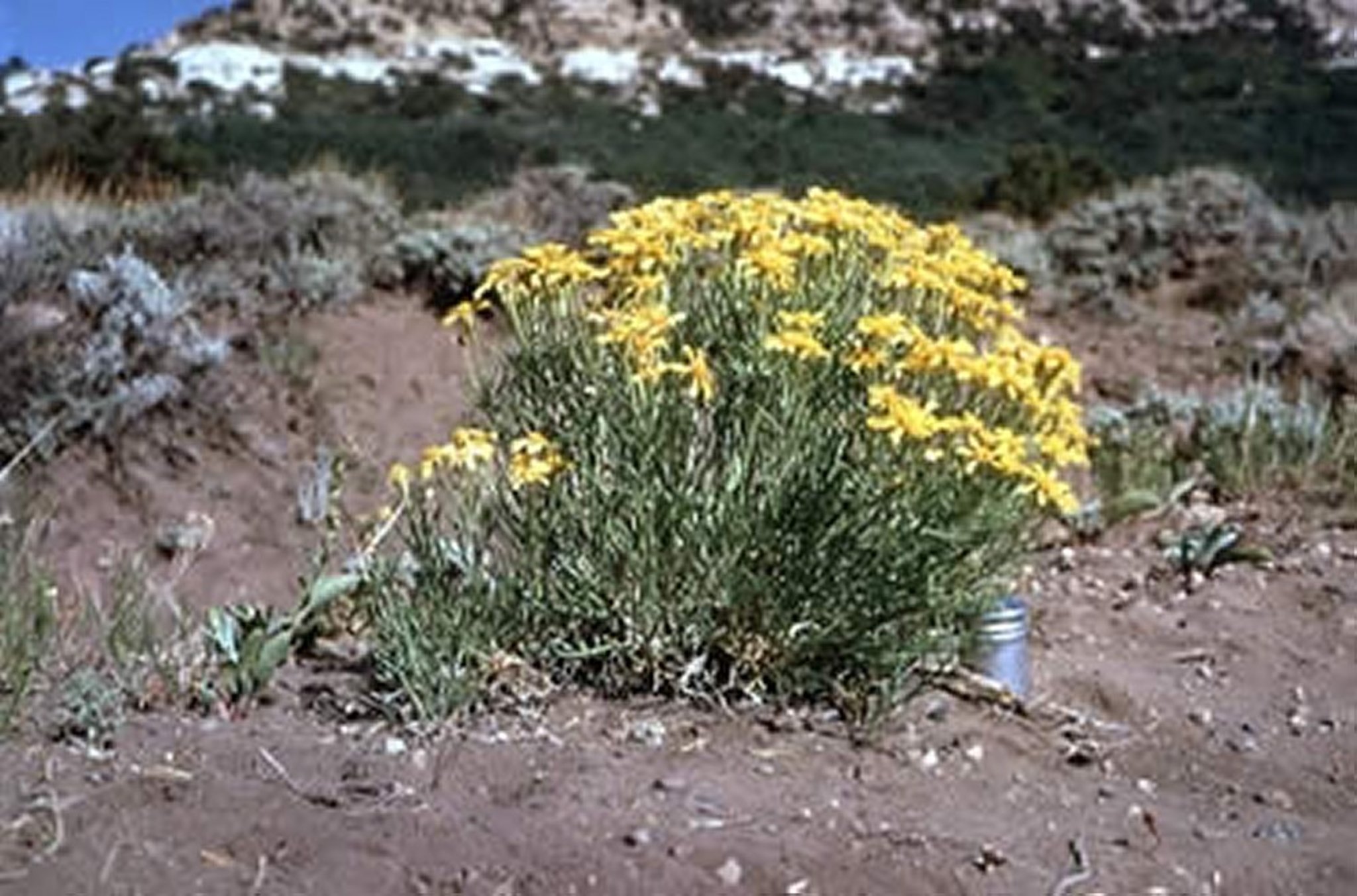 <i >Hymenoxys richardsonii </i>(Colorado Rubberweed)