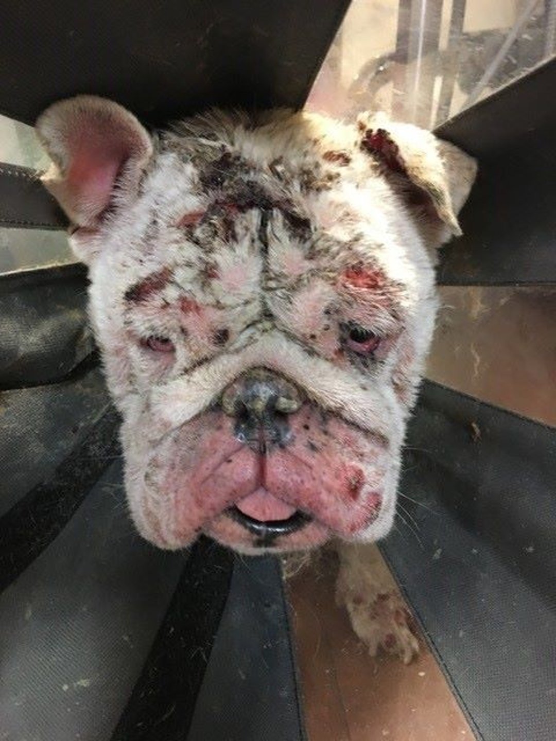 Hypercalcemia, dog