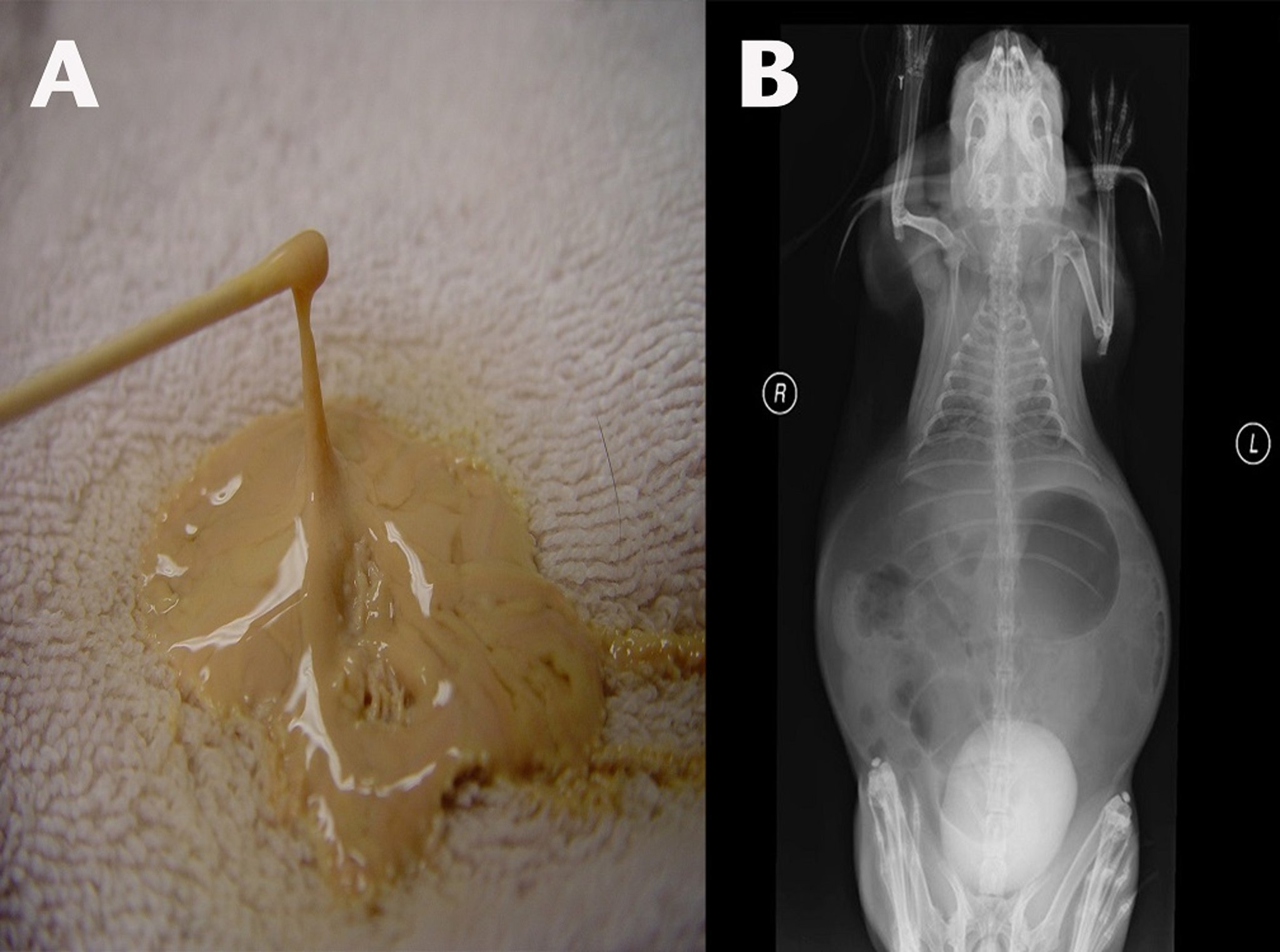 Hipercalciuria, conejo