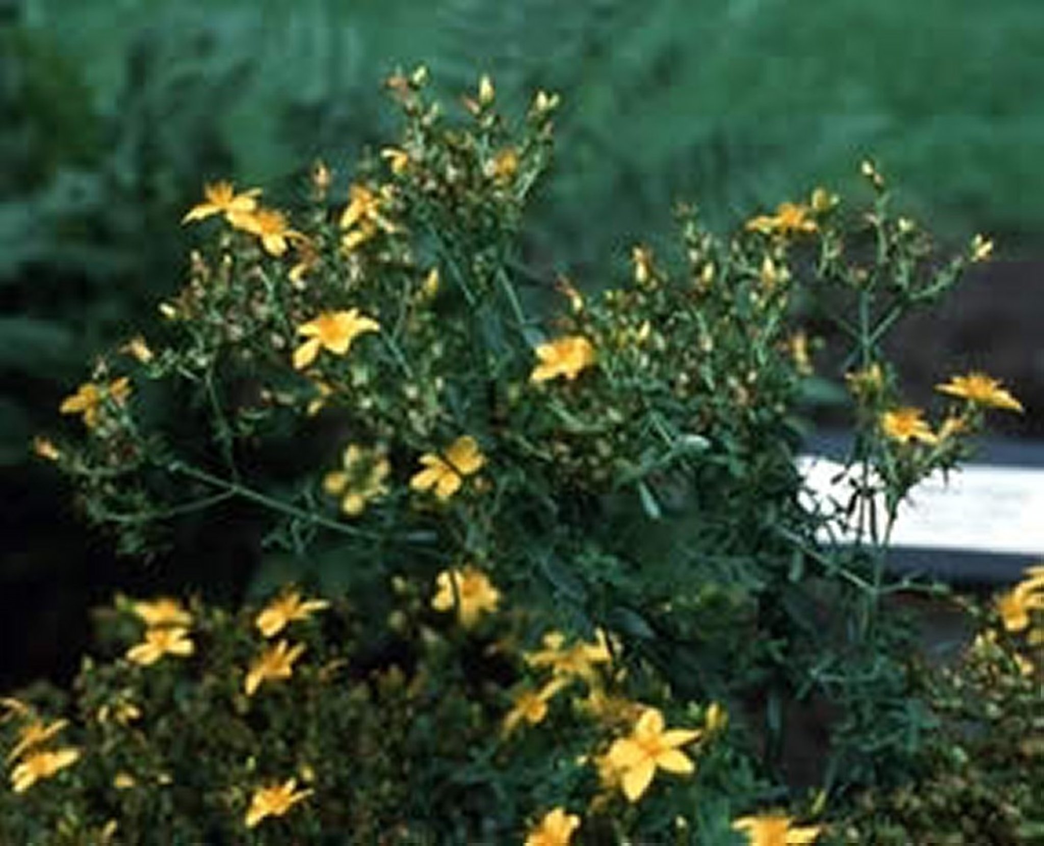 <i >Hypericum perforatum</i> (St. John's-wort, Goatweed, Klamath Weed)