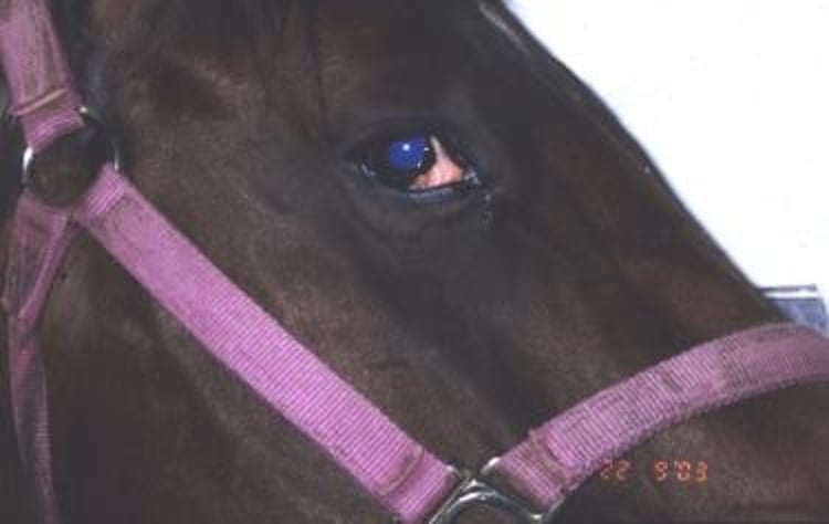 Hyperkalemic periodic paralysis, horse