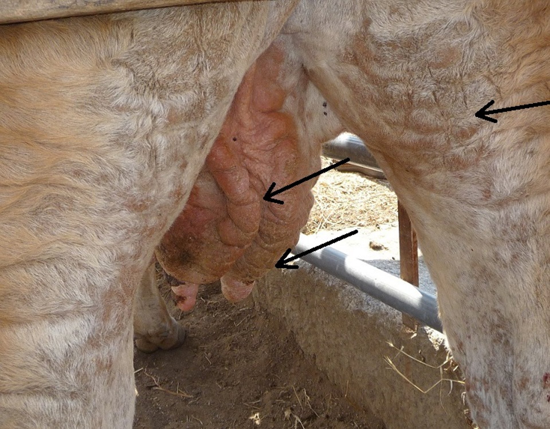 Hiperqueratosis y nódulos en la ubre, vaca