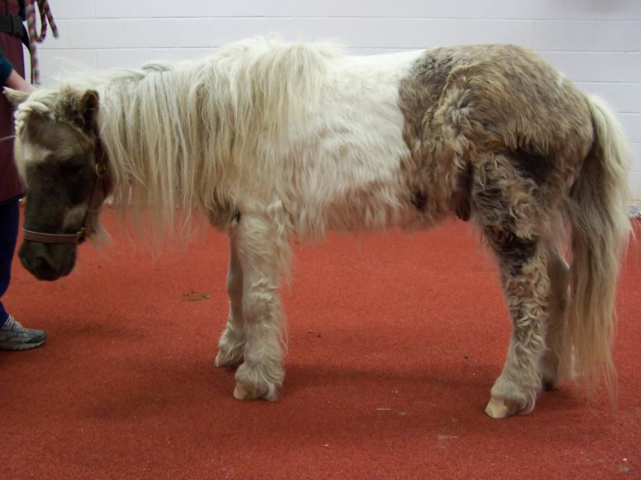 Hypertrichosis, pony