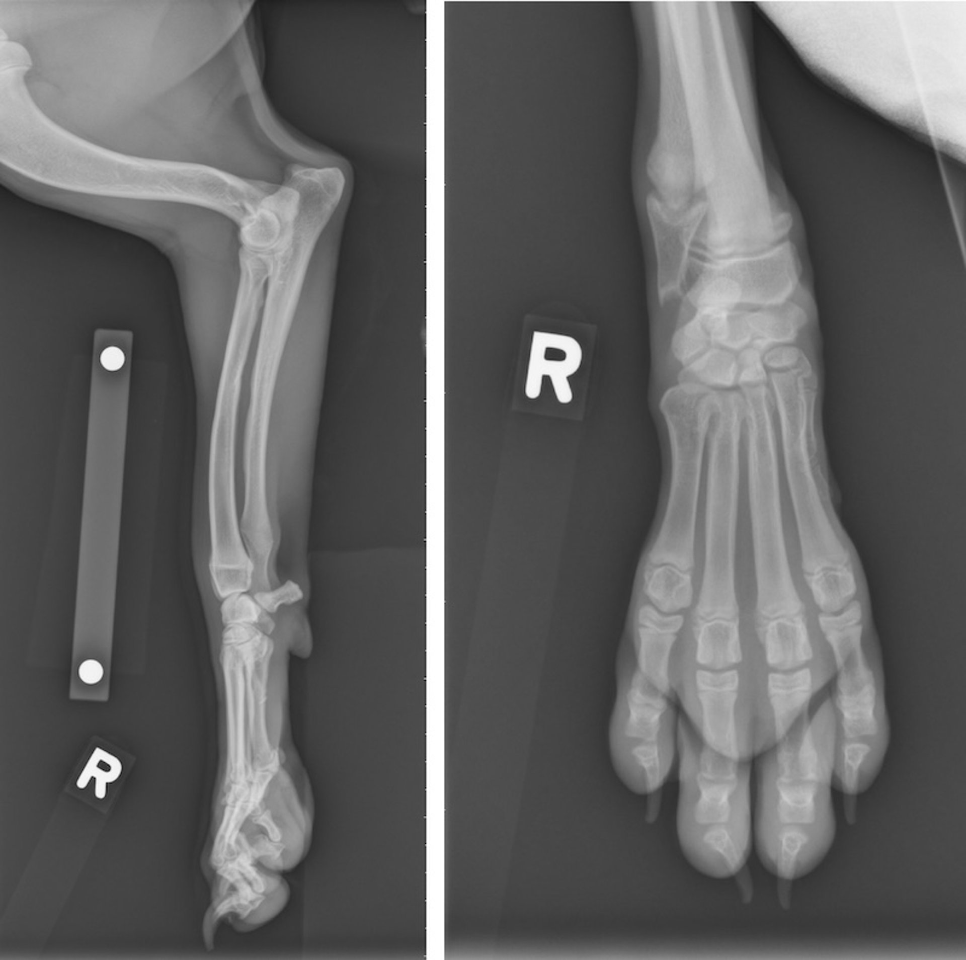 Hypertrophic osteodystrophy, radiographs, dog