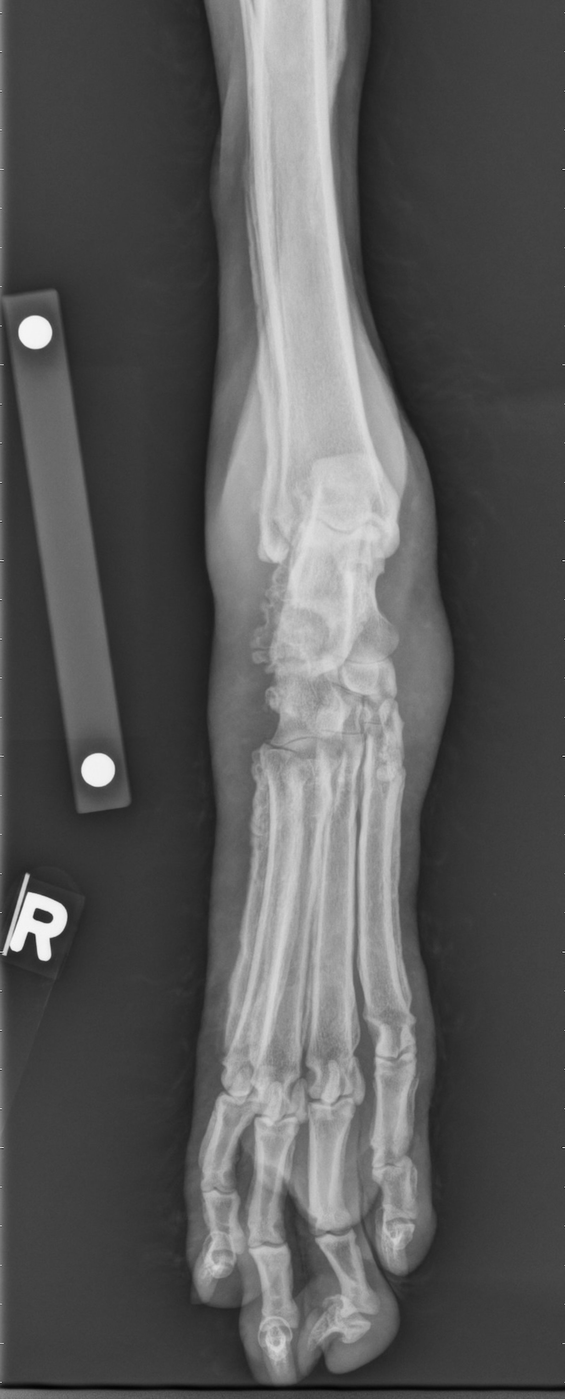Hypertrophic osteopathy, radiograph, dog