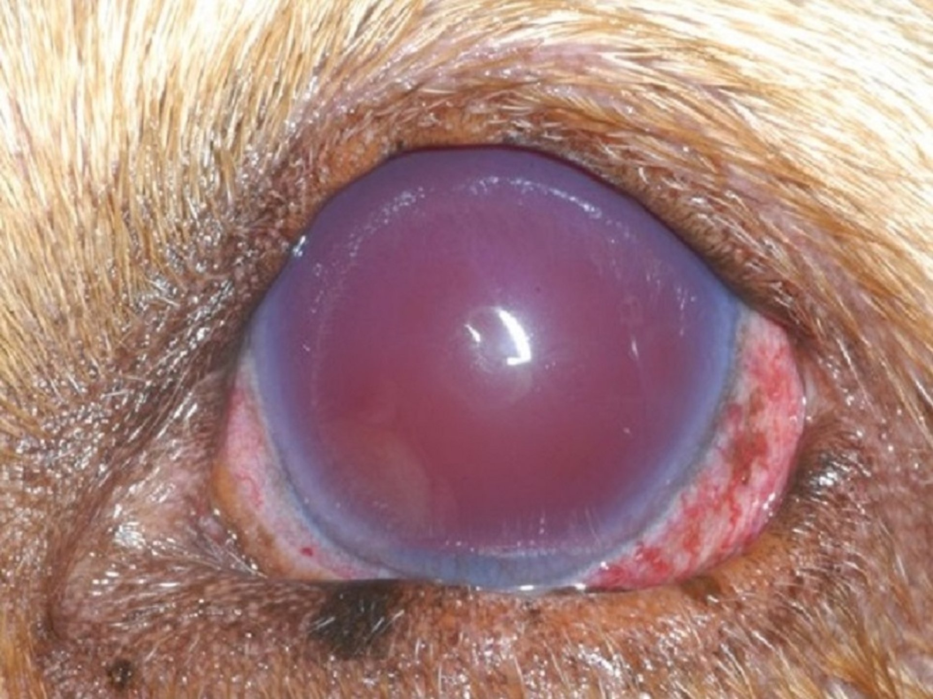 Hipema secundario a enfermedad intraocular, perro
