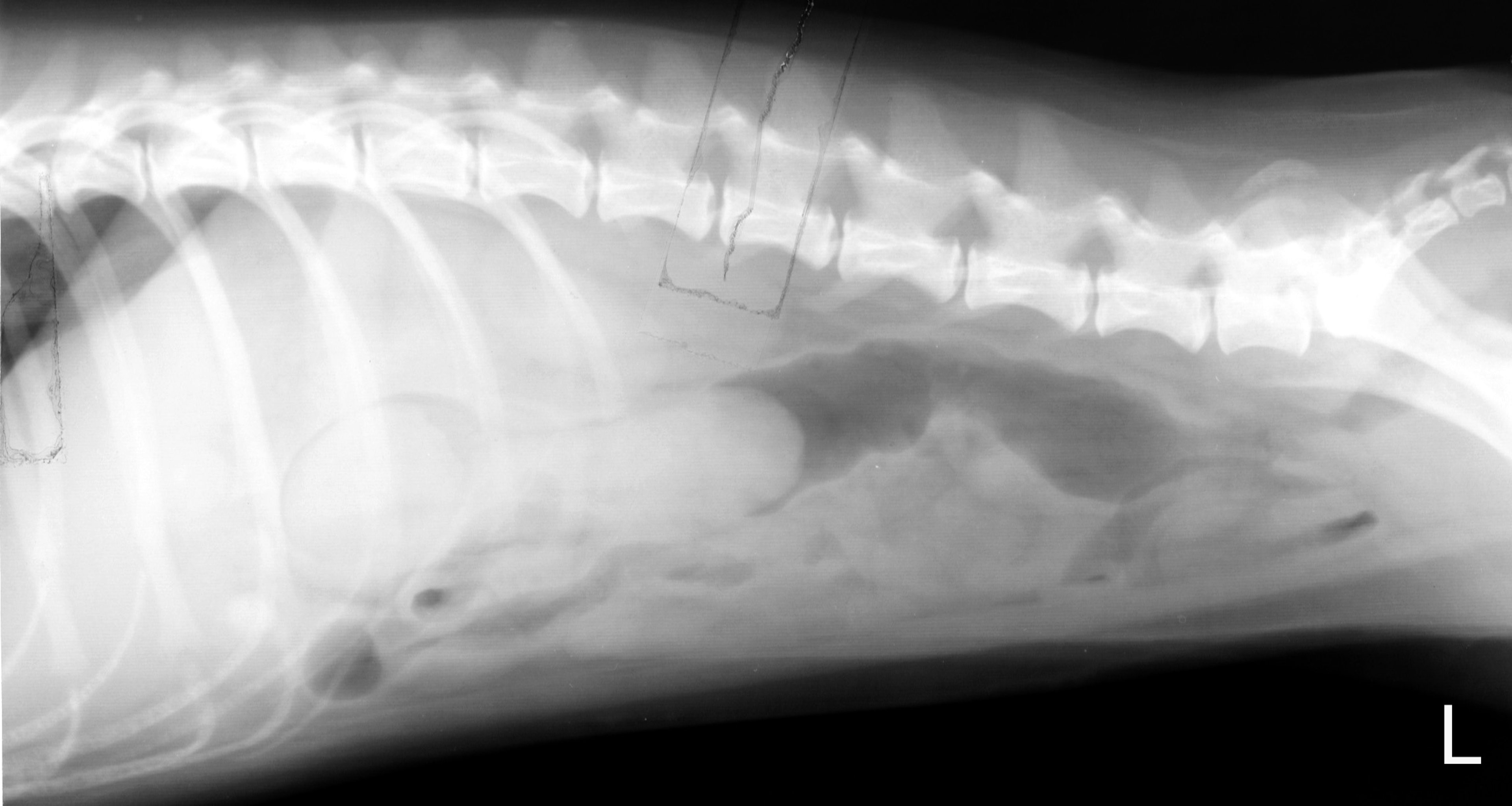 Ileocecolic intussusception, dog, lateral view