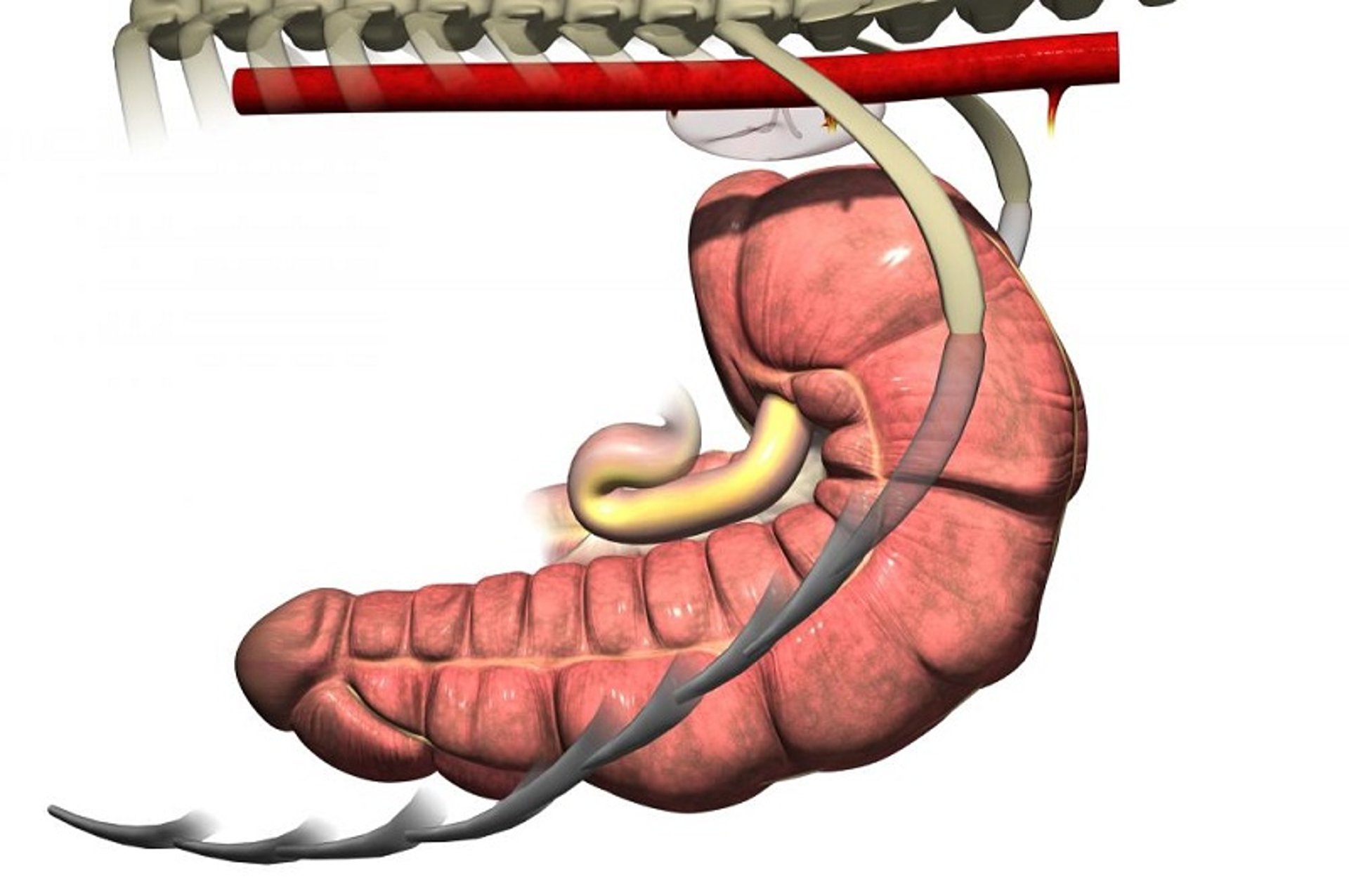 Ileum and cecum, horse