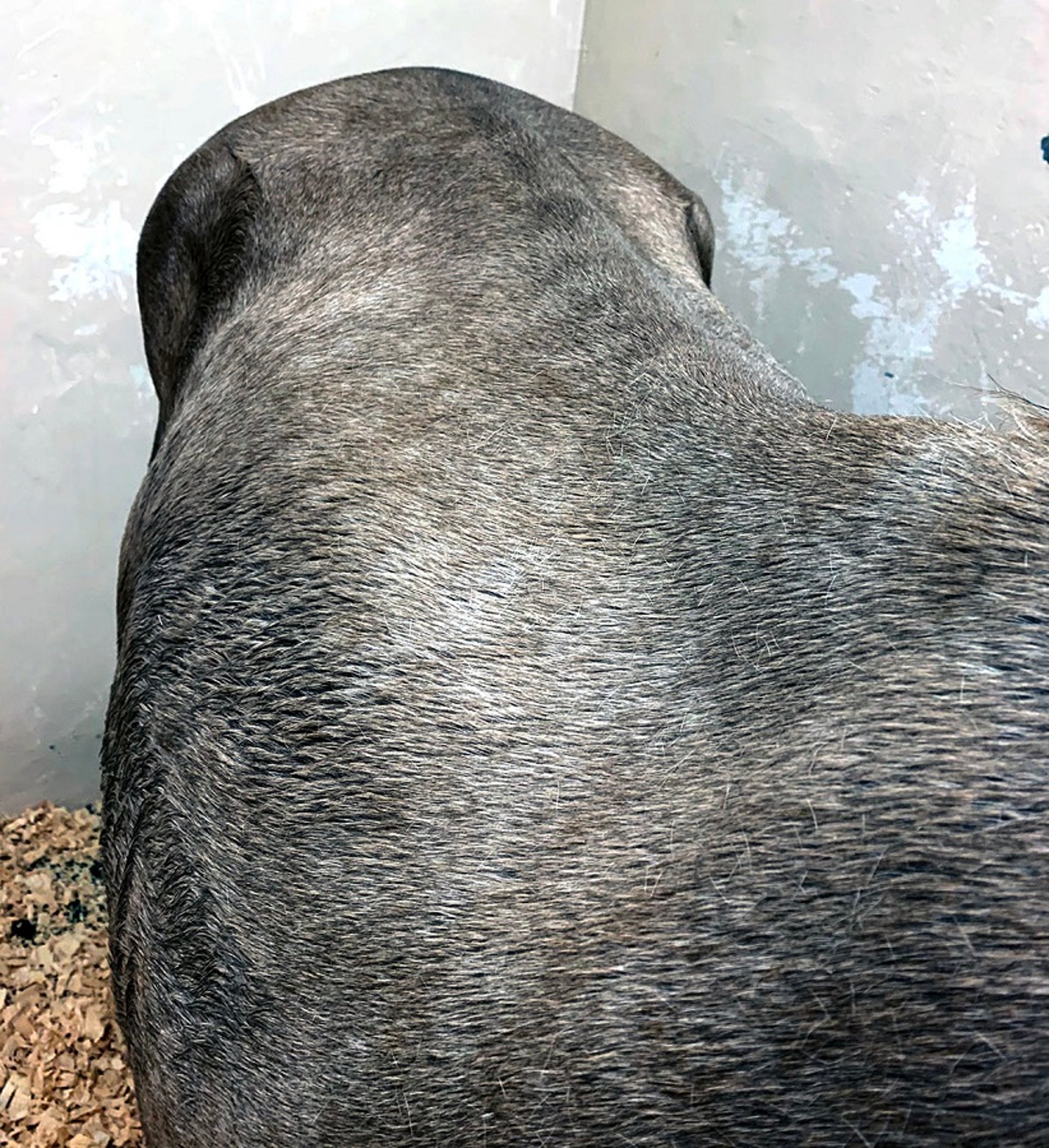 Immune-mediated myositis, horse