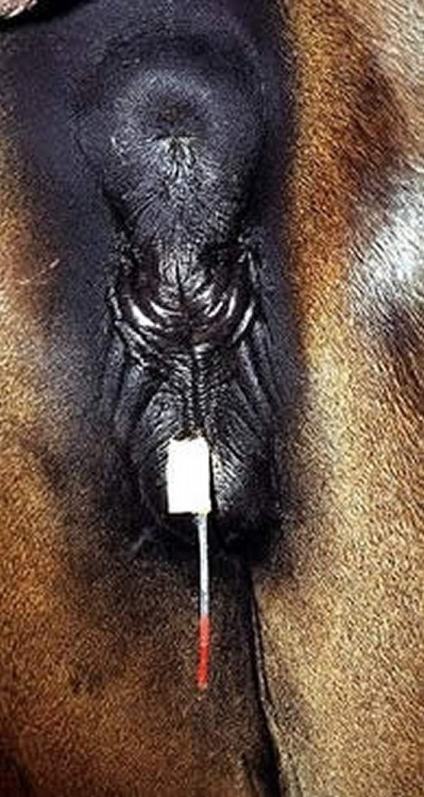 Indwelling catheter for intrauterine treatment, horse