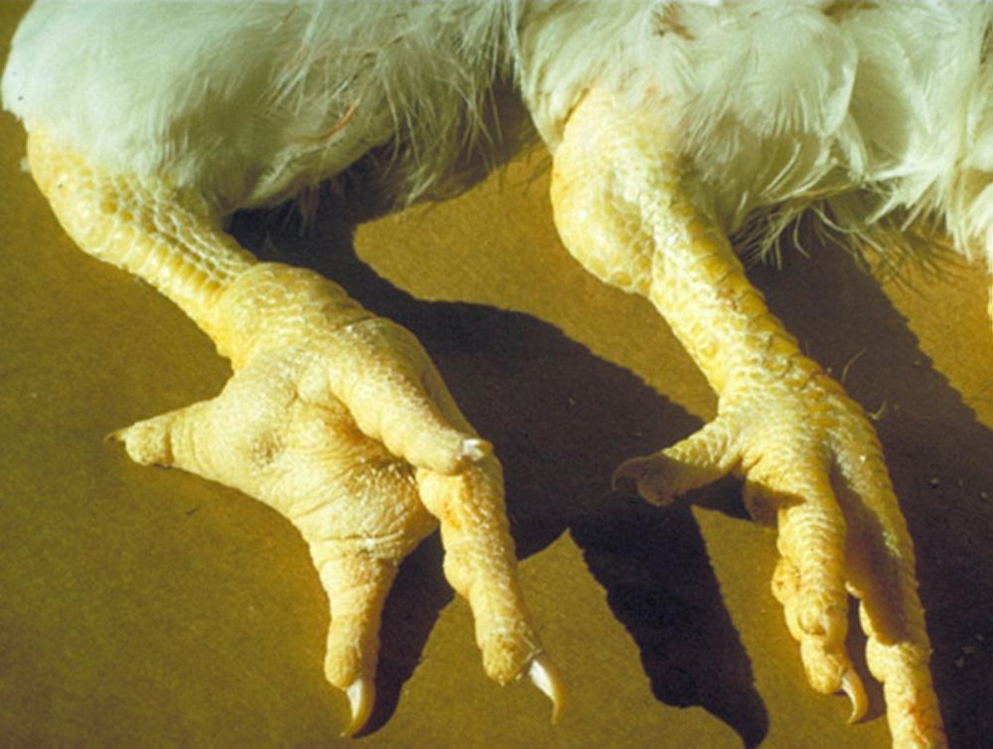 <i >Mycoplasma synoviae</i> (infectious synovitis), chickens