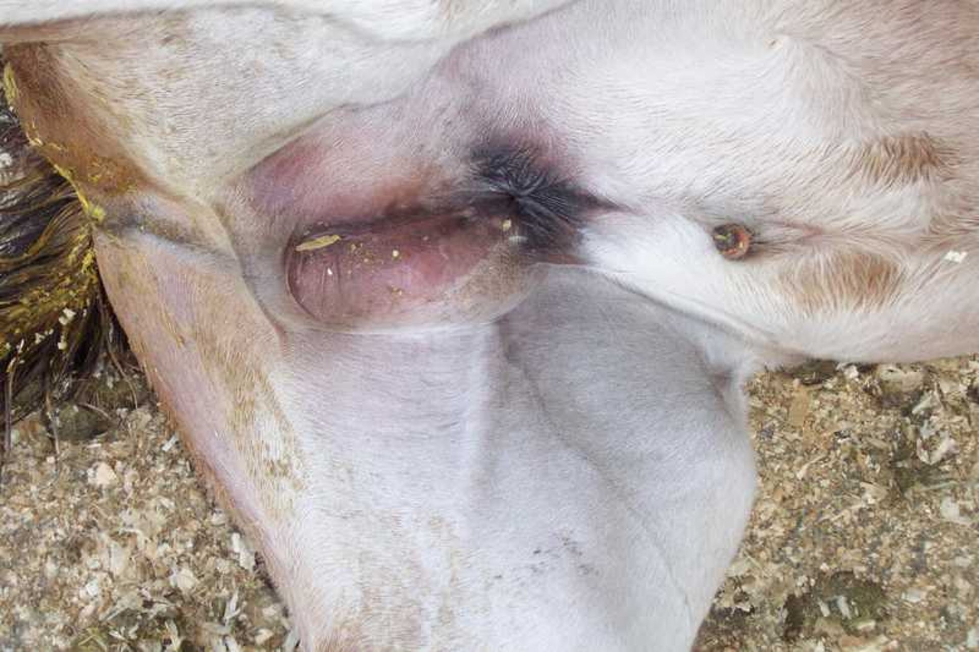 Inguinal hernia, colt