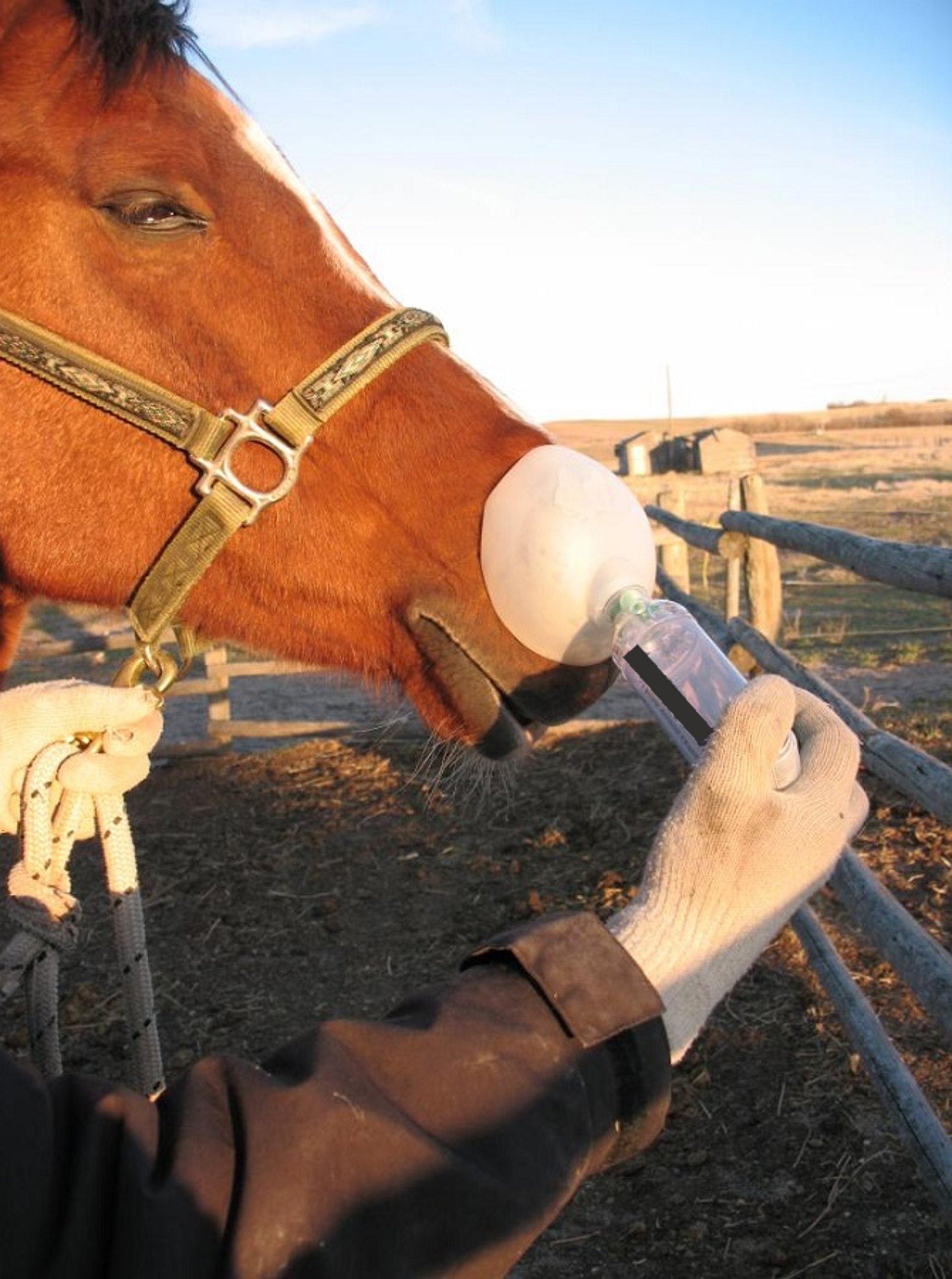 Máscara de inhalador, caballo
