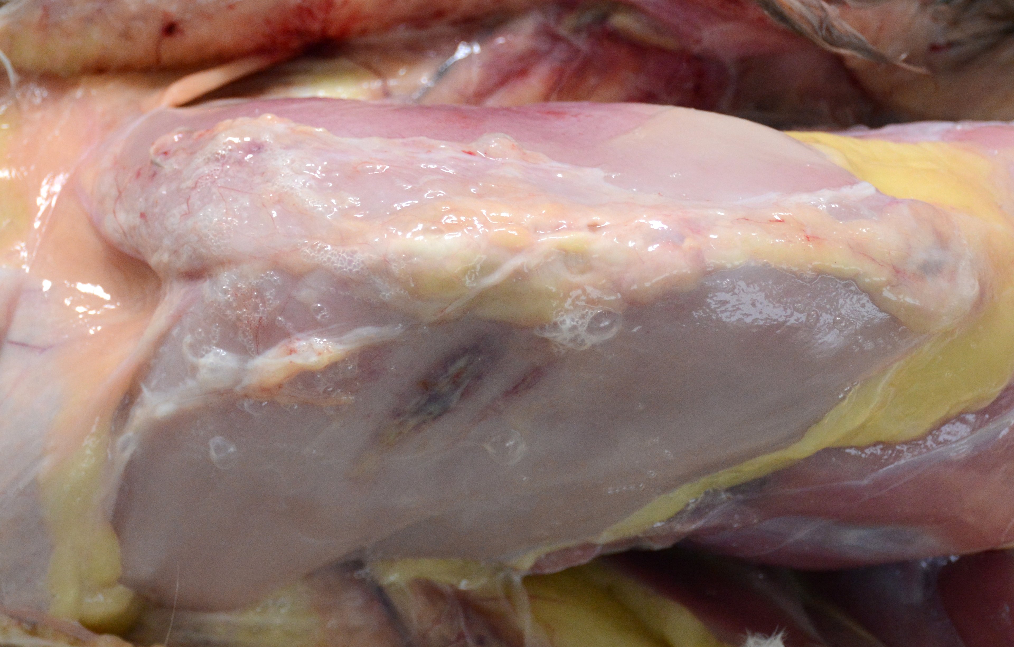 Injection site injury, chicken