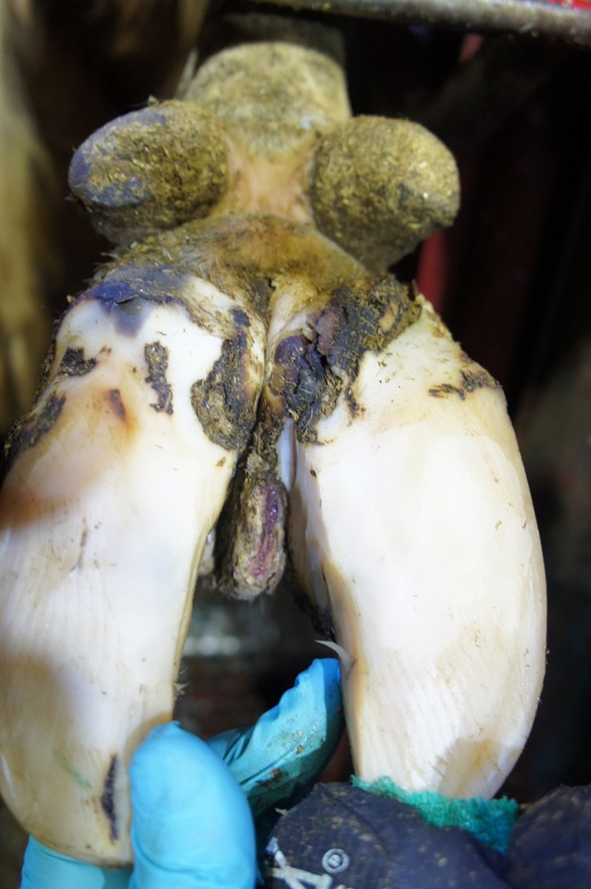 Interdigital hyperplasia with digital dermatitis, cow
