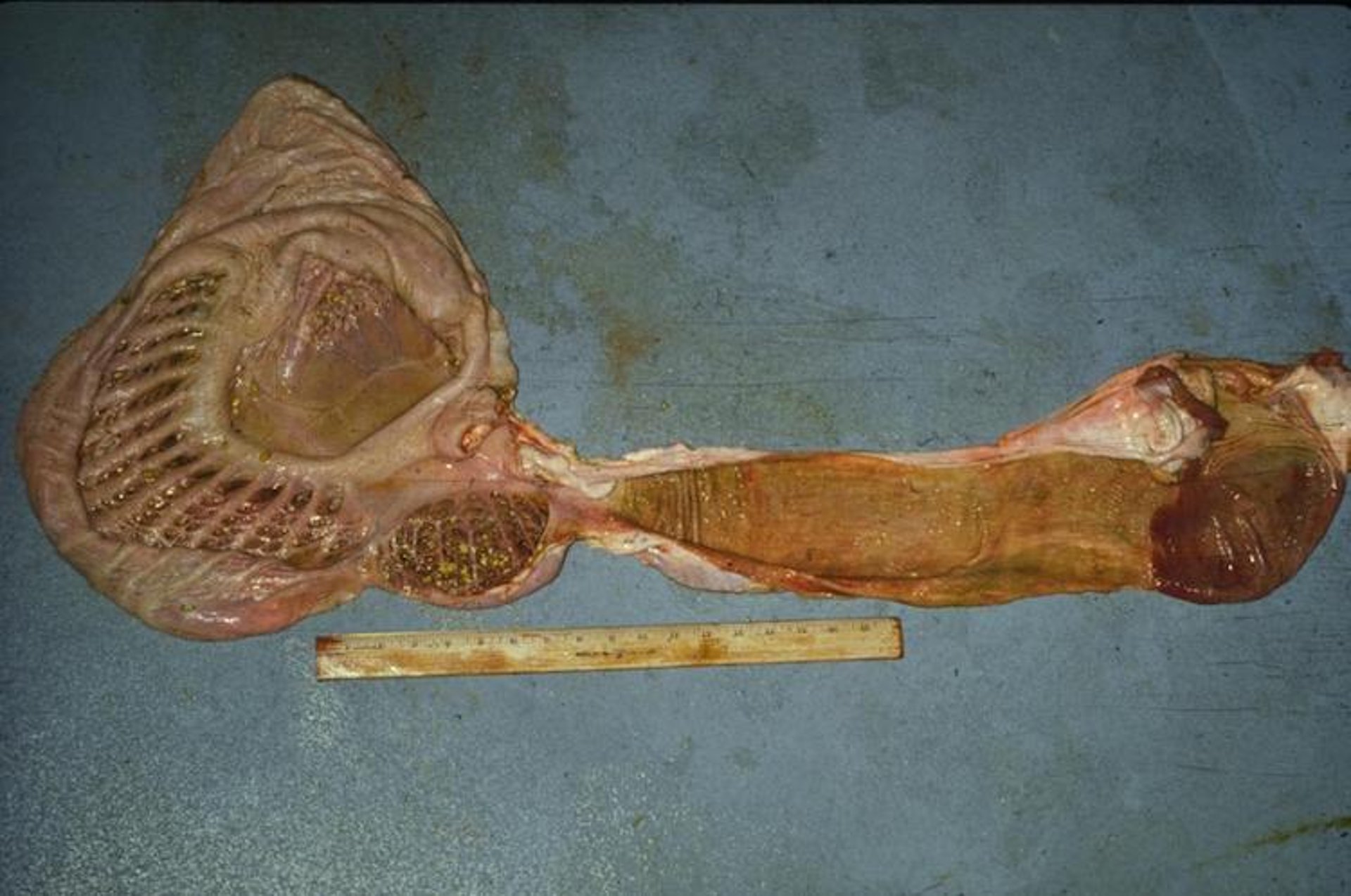 Interior of stomach, llama