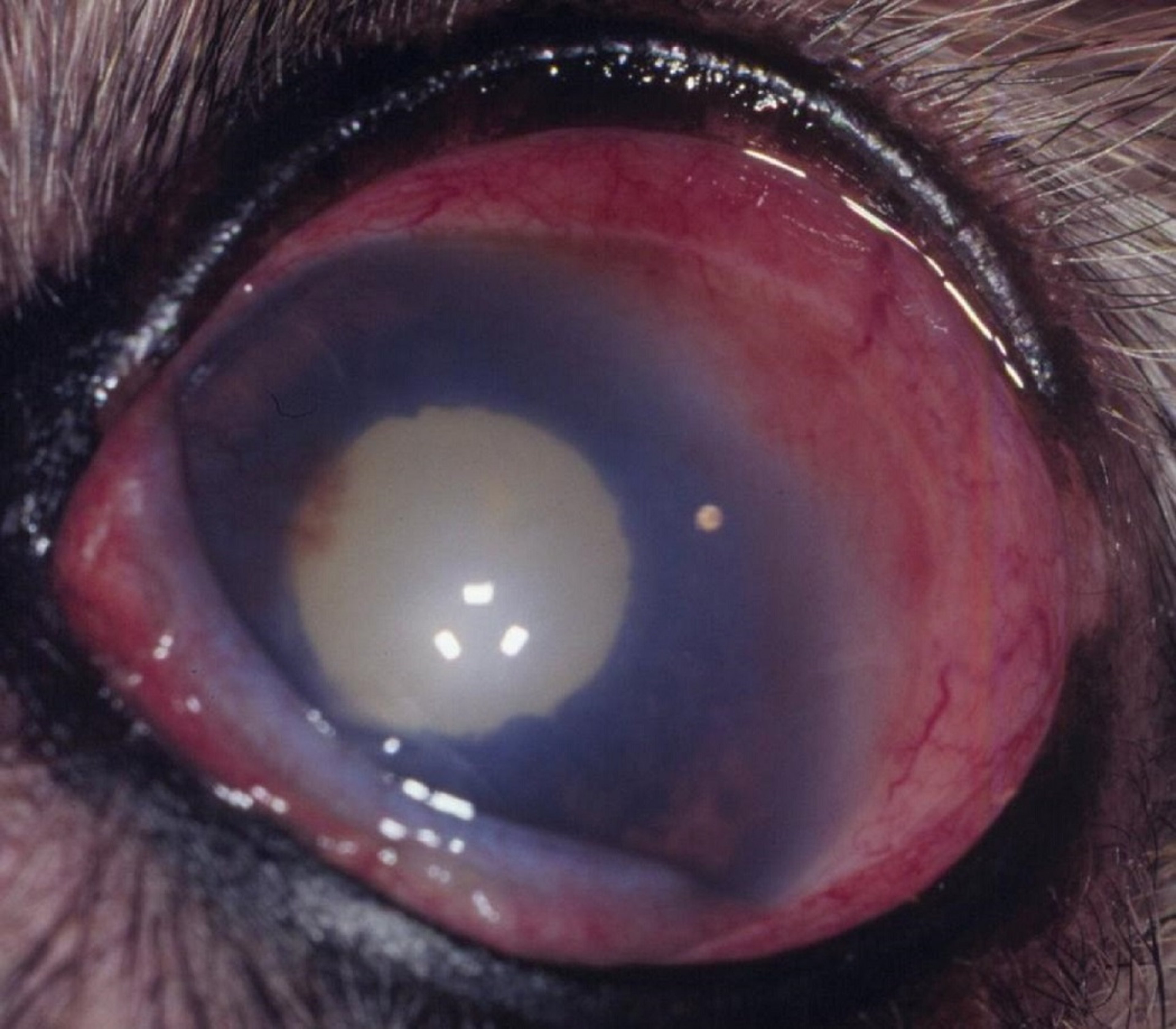 Interstitial keratitis, dog