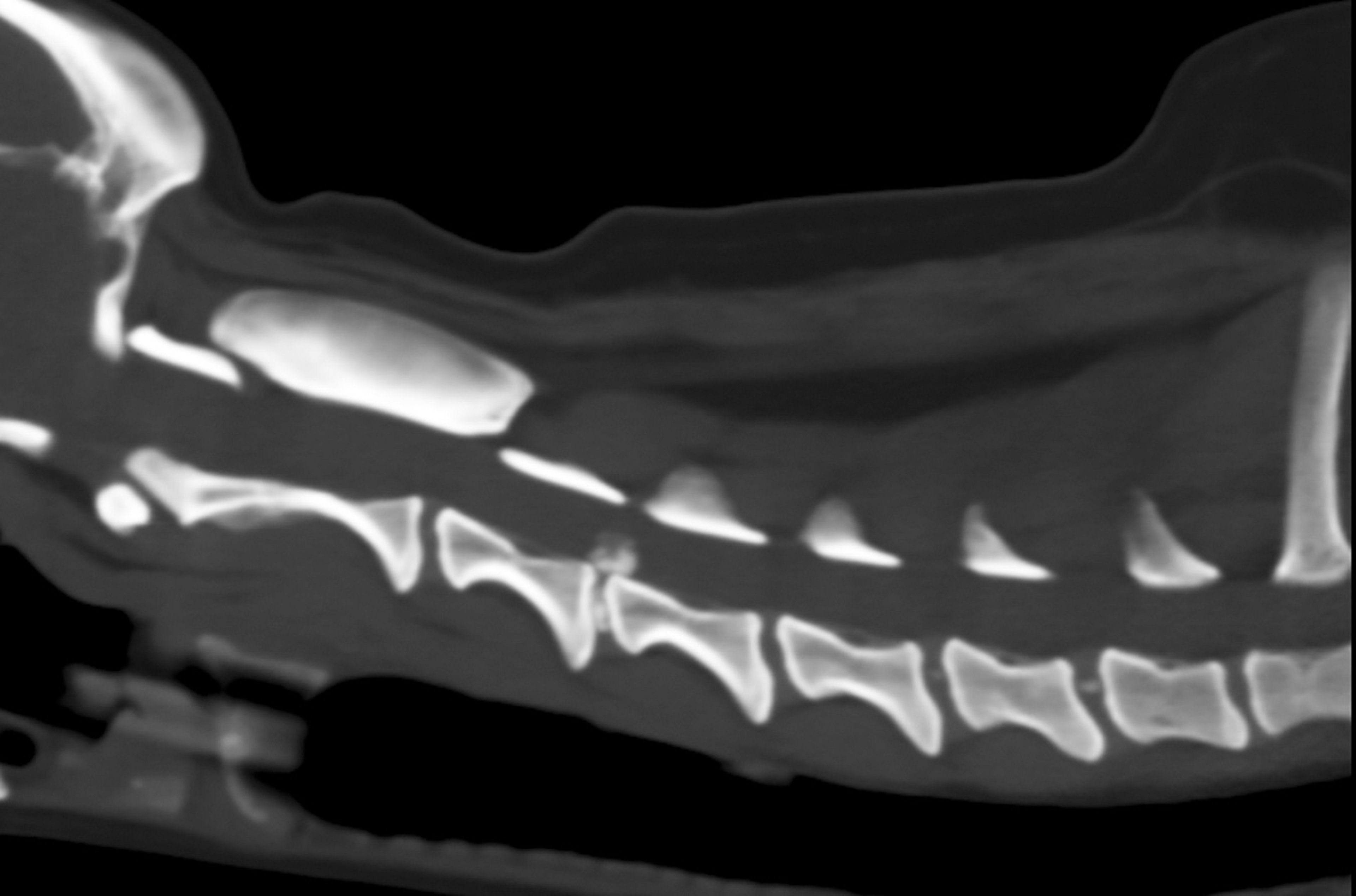 Intervertebral disk extrusion, dog, C3-4