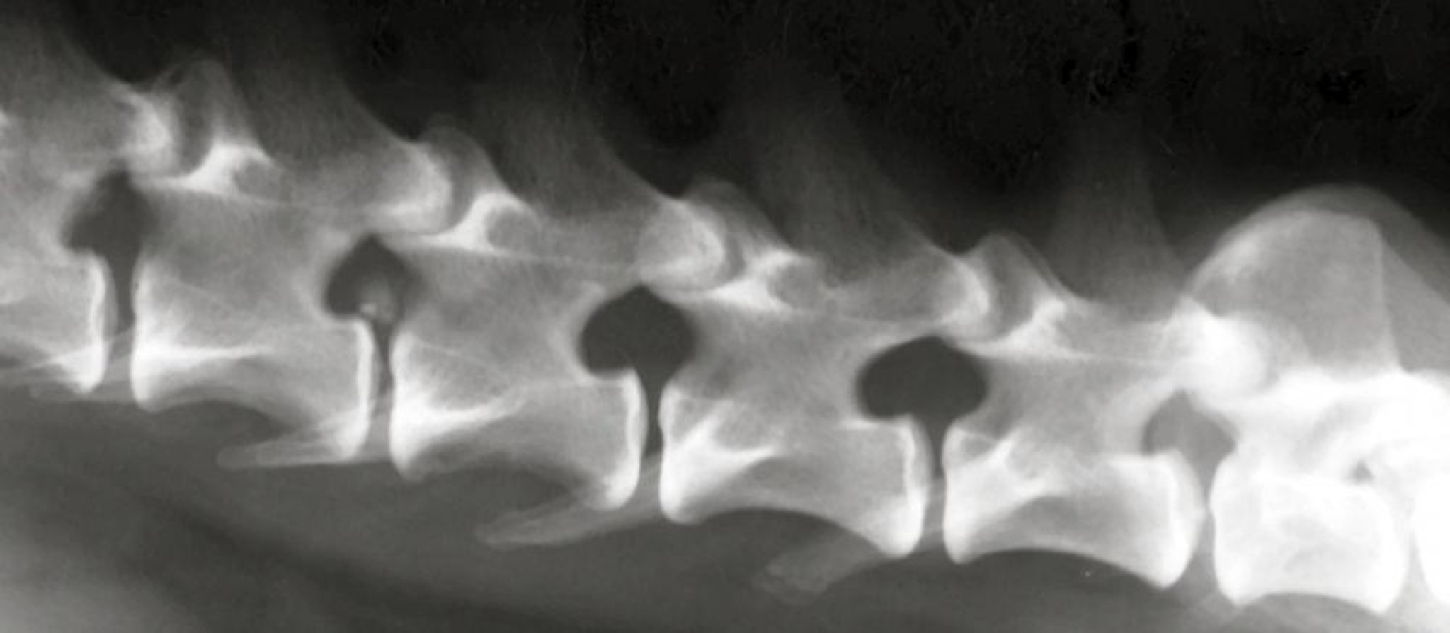Intervertebral disk extrusion, dog