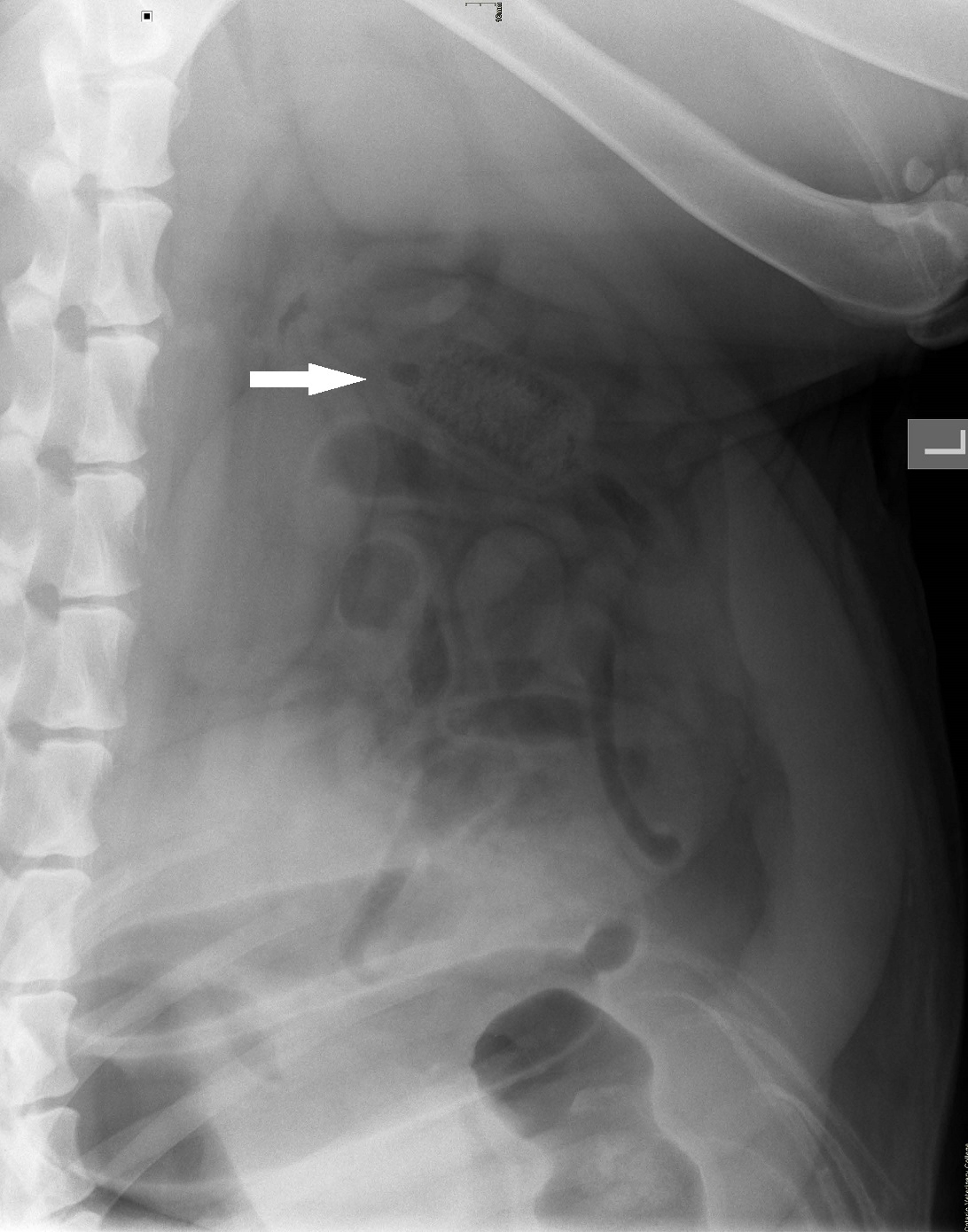 Intestinal obstruction, lateral view, dog