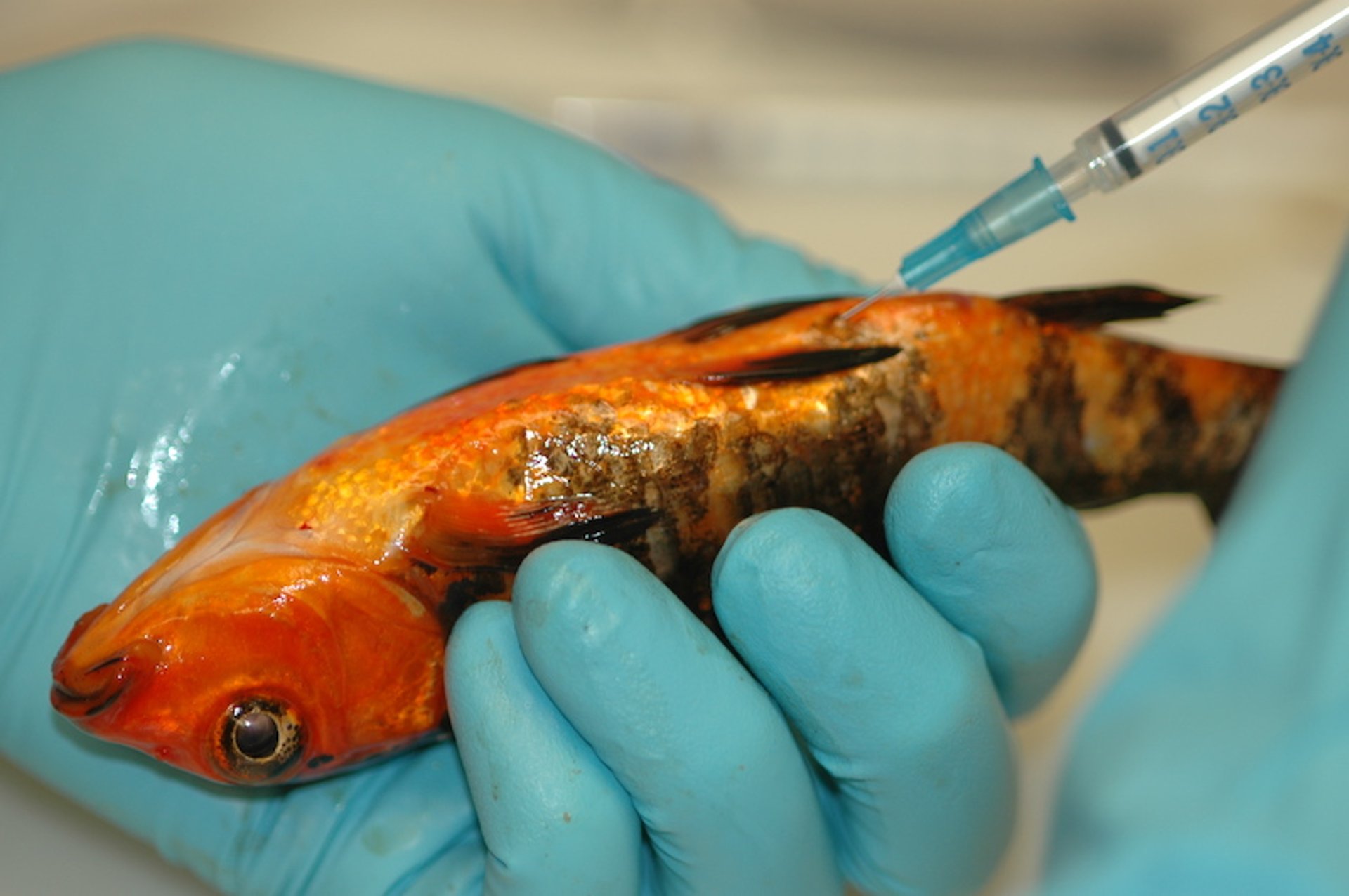 Intracoelomic injection, koi, <i >Cyprinus carpio</i>