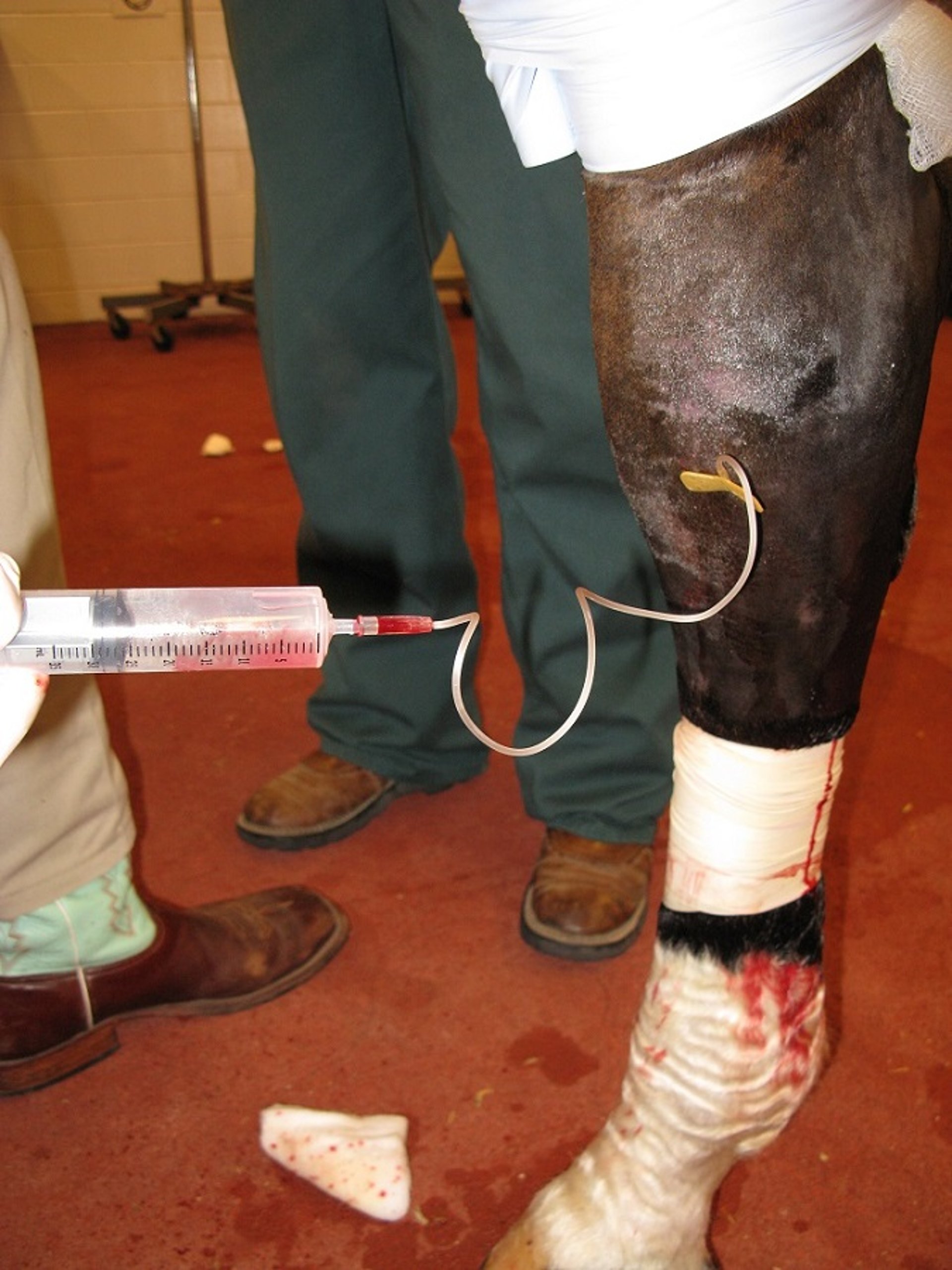 Intravenous regional limb perfusion, horse