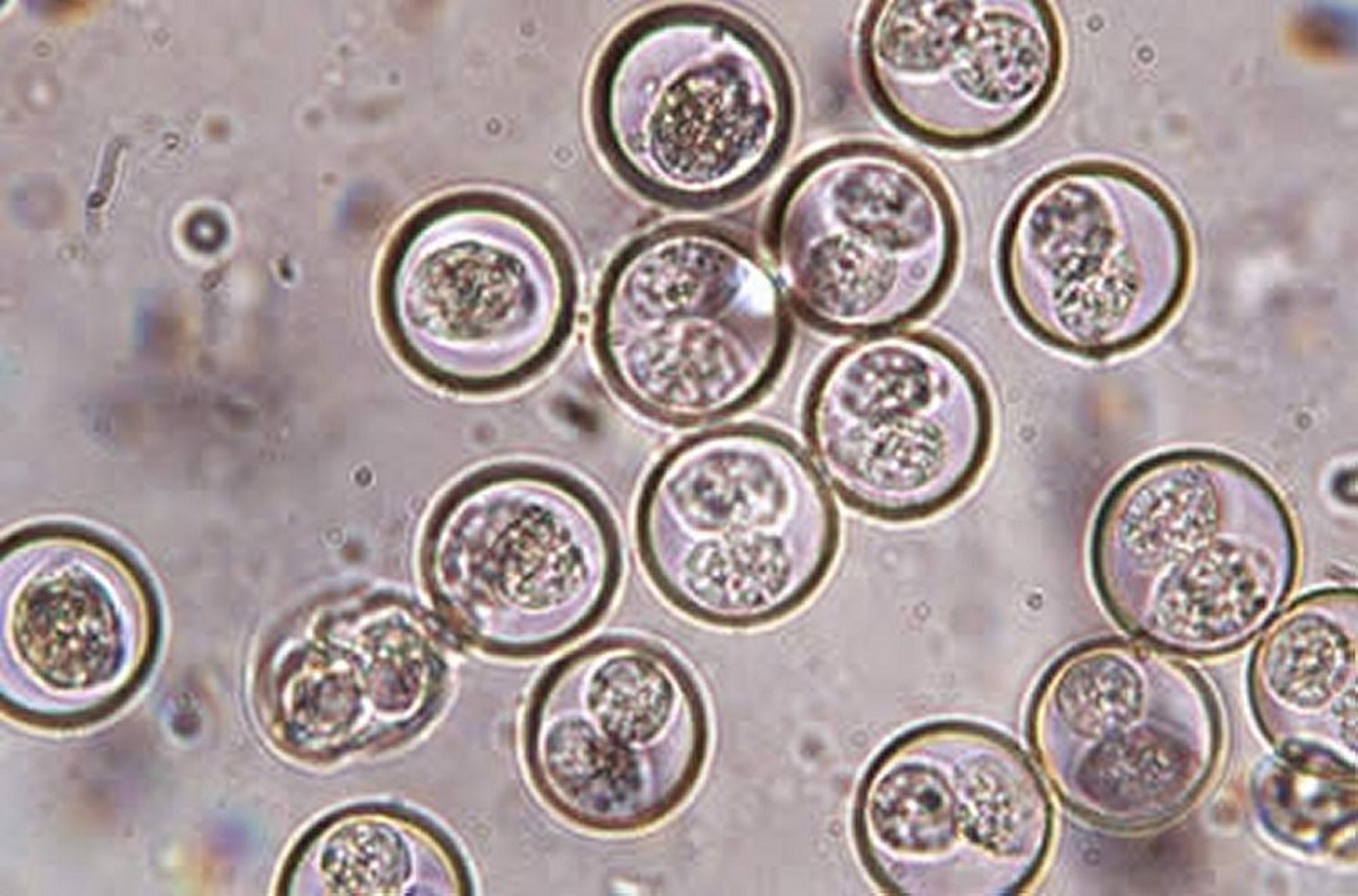 <i >Isospora amphiboluri</i> oocysts