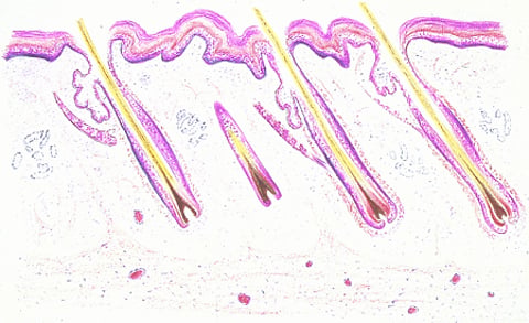 Integumentos The Integumentary System in Animals - Integumentary System - MSD ...