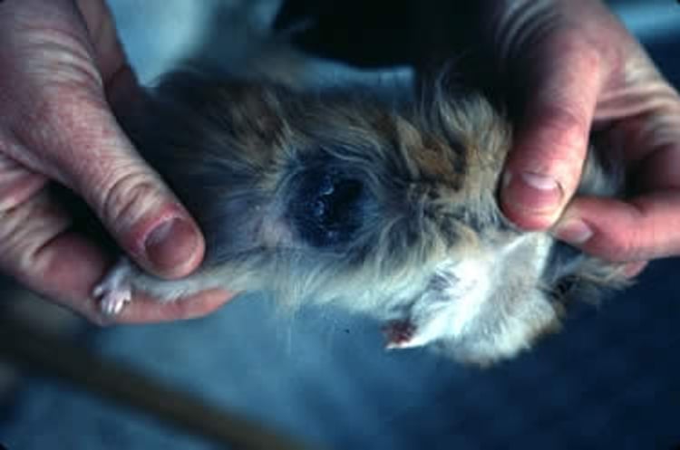 Malignant melanoma, hamster
