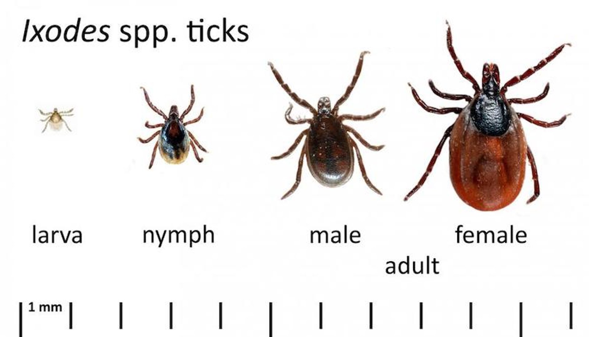 Developmental stages of <i >Ixodes</i> spp