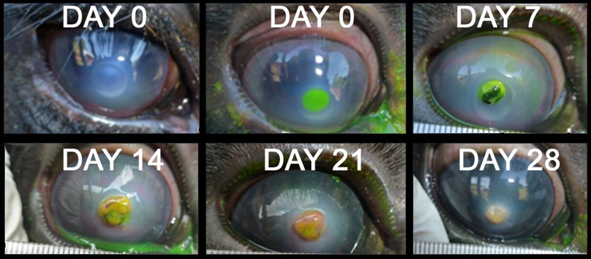 Infectious bovine keratoconjunctivitis, corneal perforation without complete globe rupture, steer