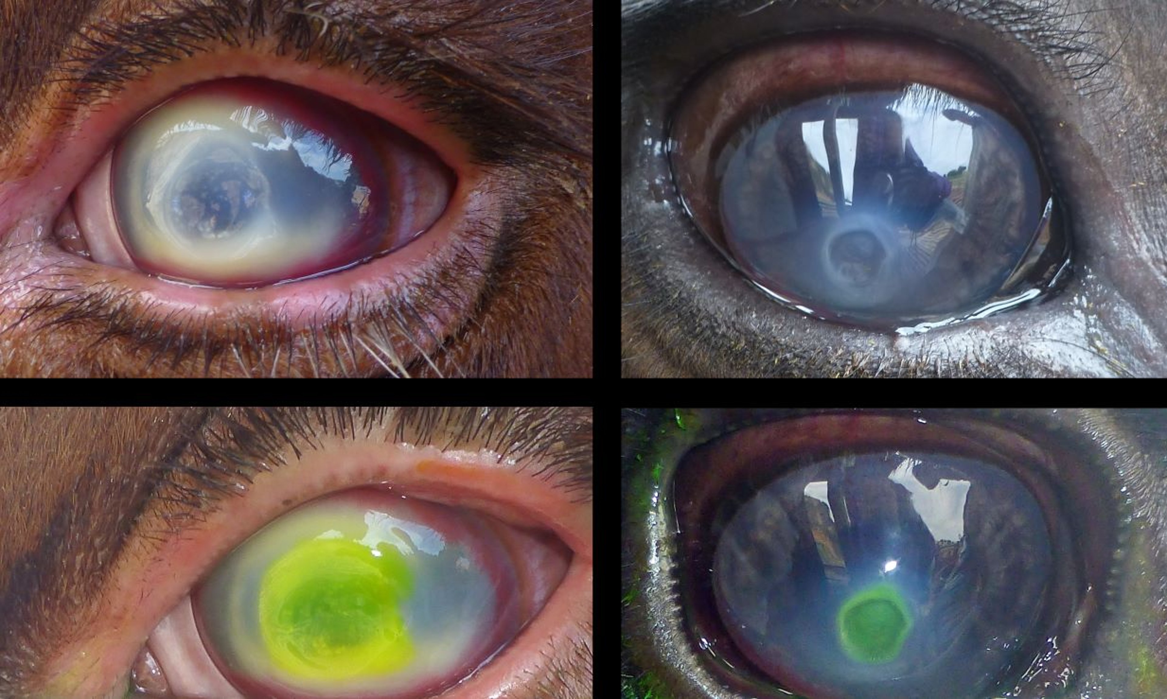 Infectious bovine keratoconjunctivitis, corneal ulceration, steers