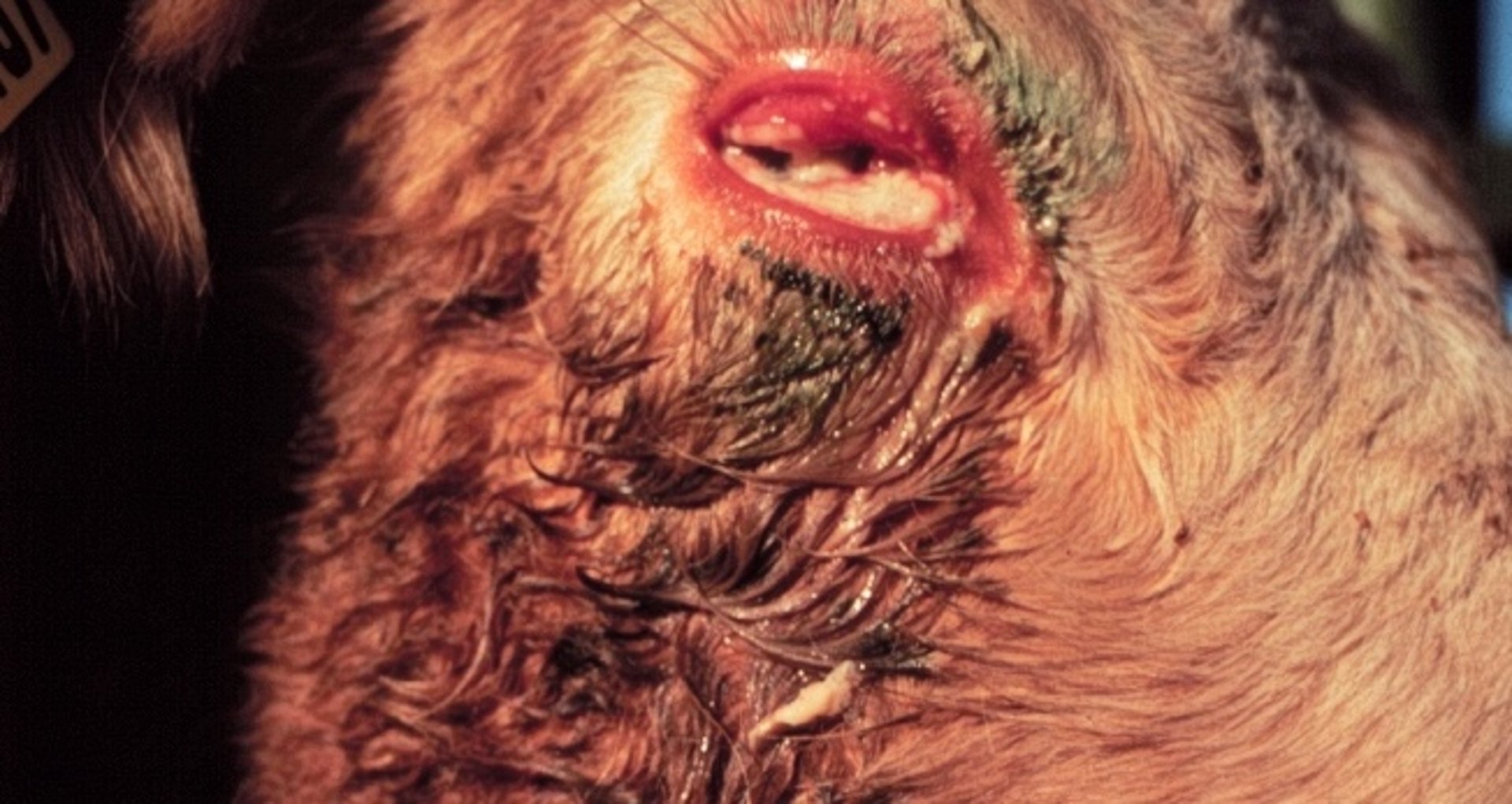 Conjuntivitis infecciosa por rinotraqueítis bovina, bovino