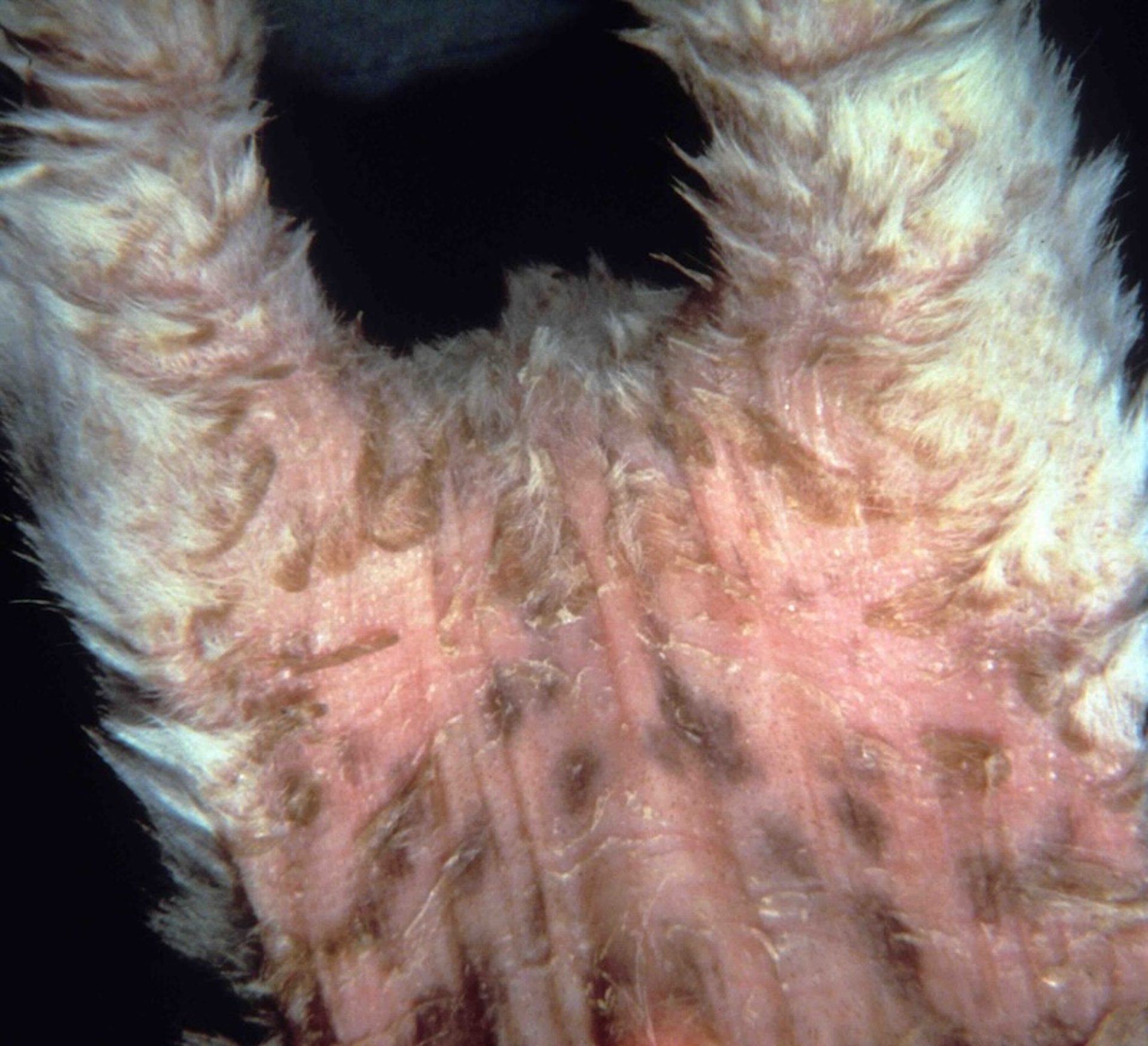 Ichthyosis, dog