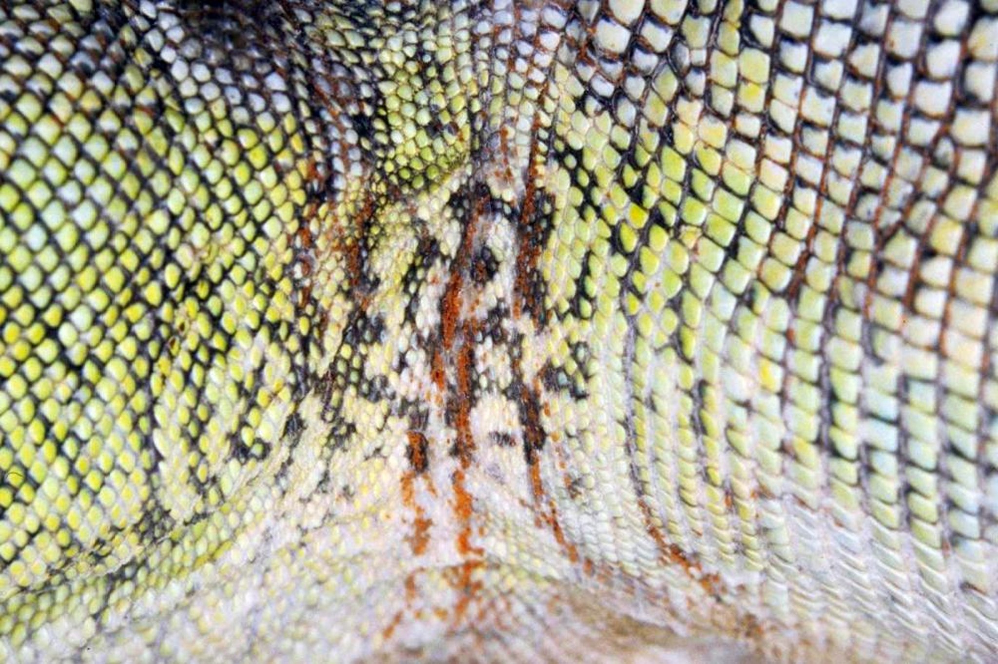 Ácaros de <i >Hirstiella</i> de color naranja, iguana