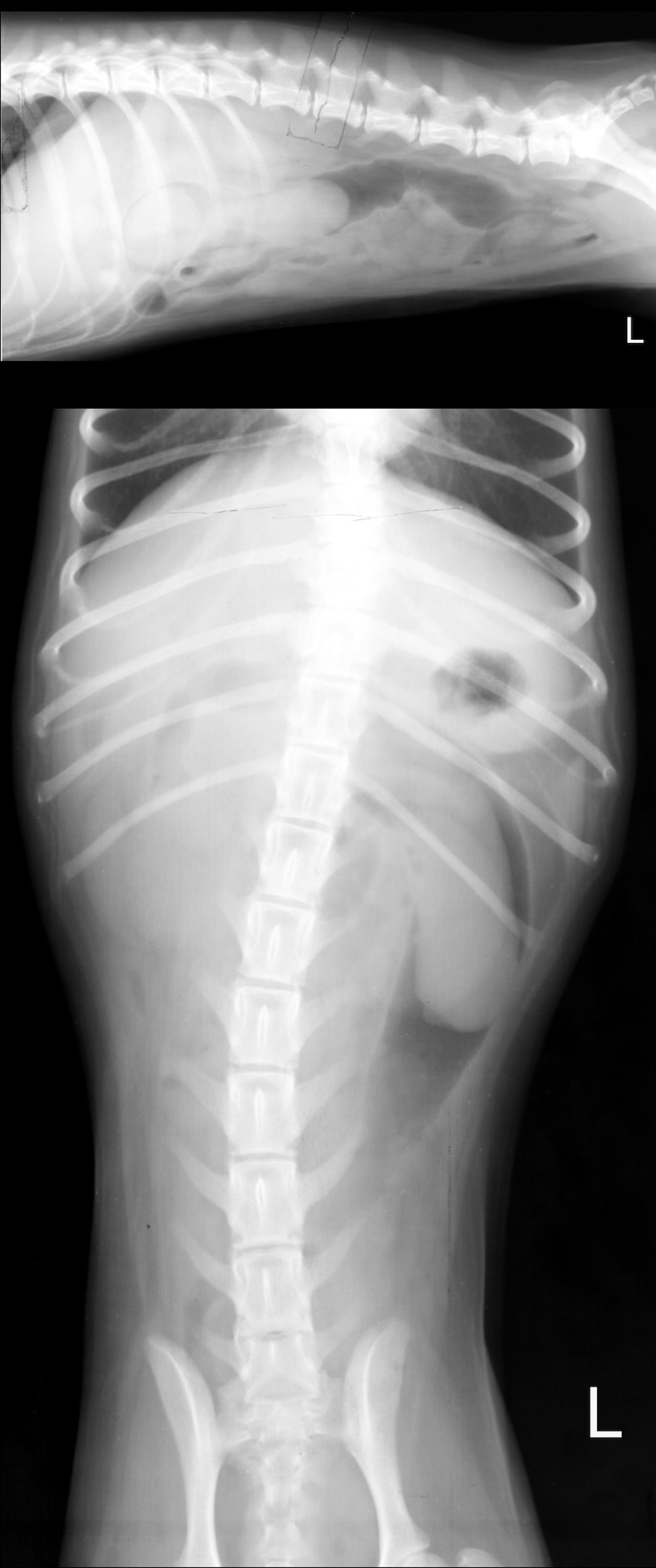 Ileocecocolic intussusception, radiographs, lateral and ventrodorsal views, dog,