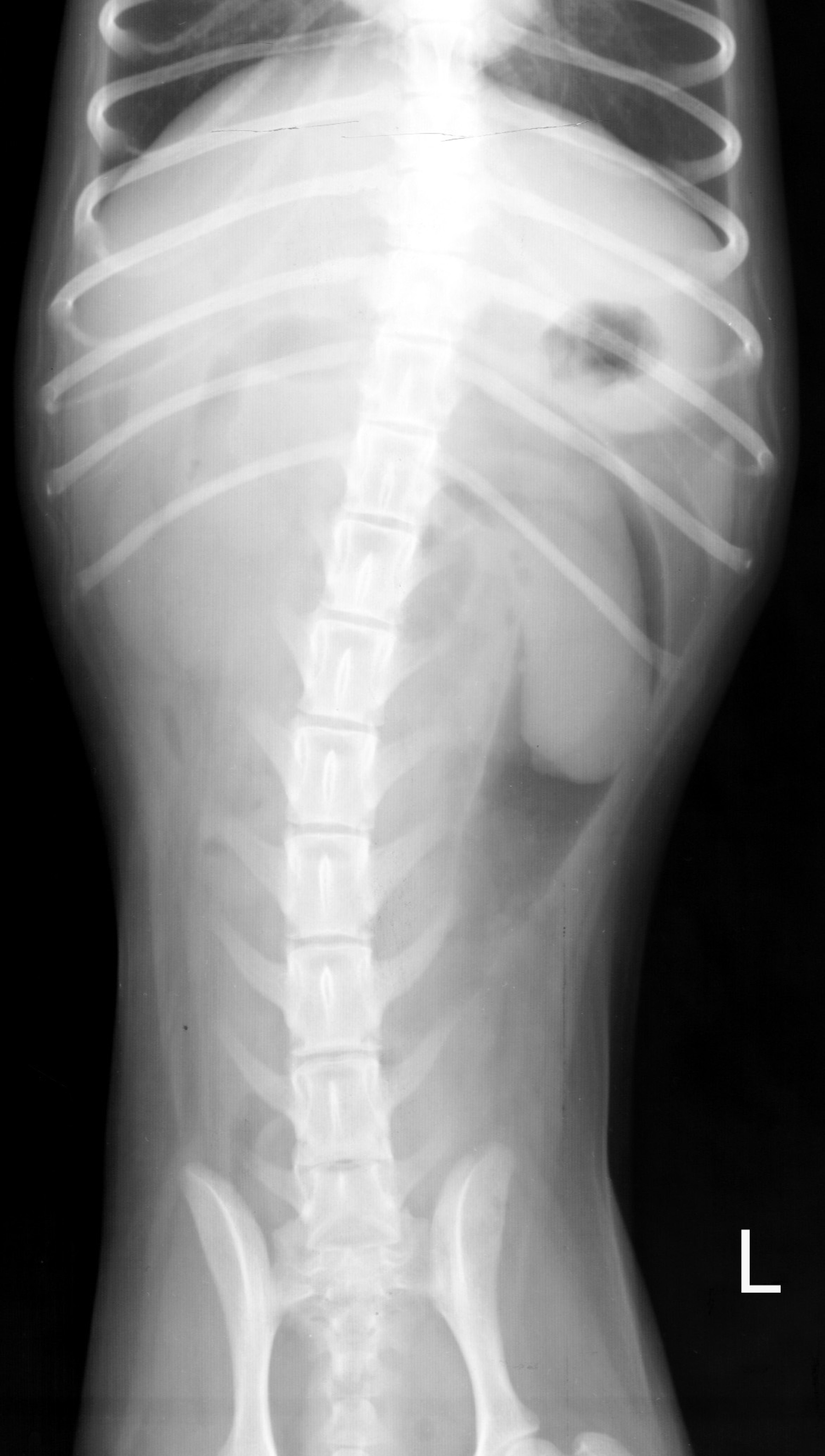 Intususcepción ileocecocólica, perro, vista ventrodorsal