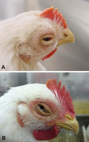 Infectious laryngotracheitis, conjunctivitis, broilers