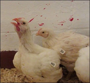 Infectious laryngotracheitis, slinging of bloody tracheal mucus, broilers