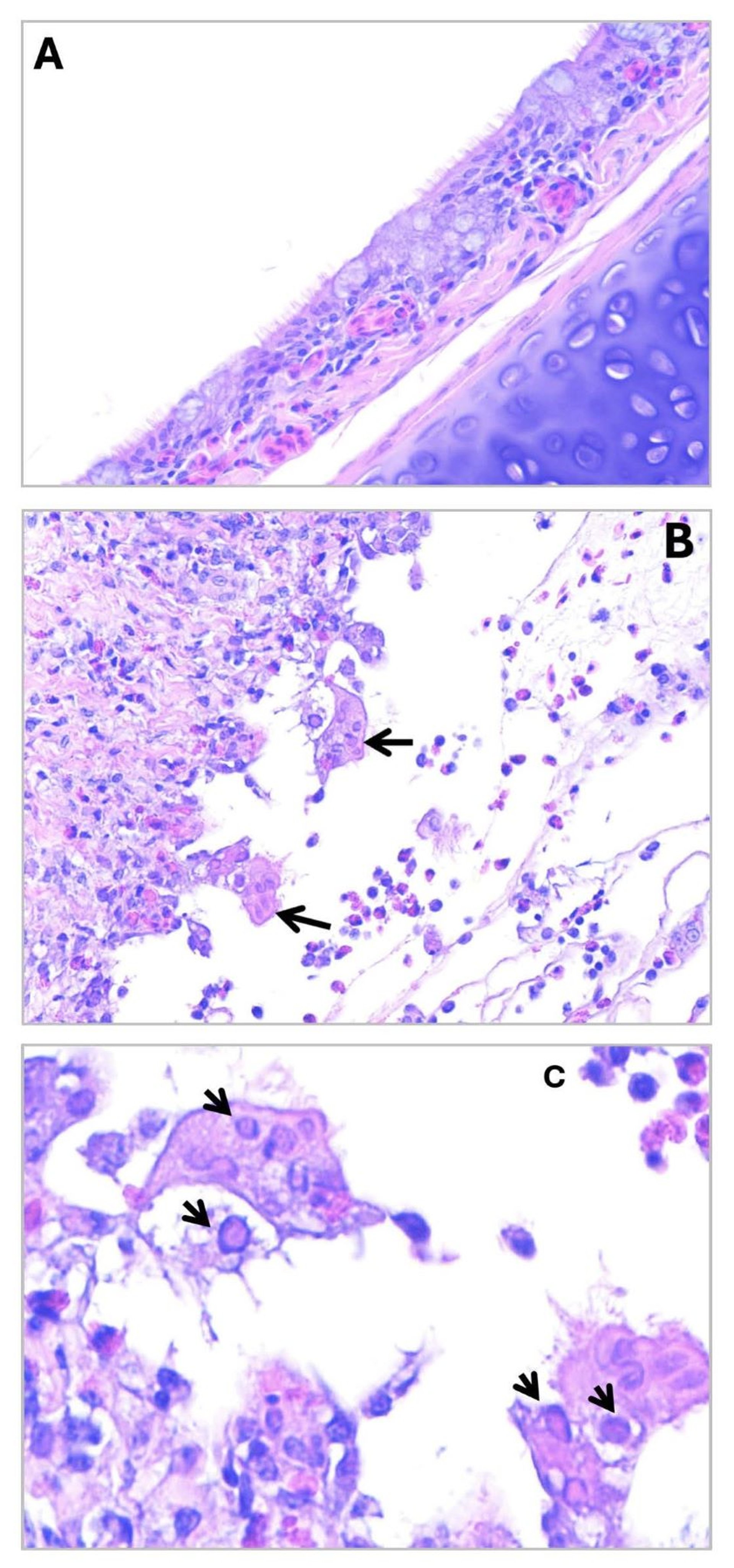 Infectious laryngotracheitis, tracheal tissue, chicken