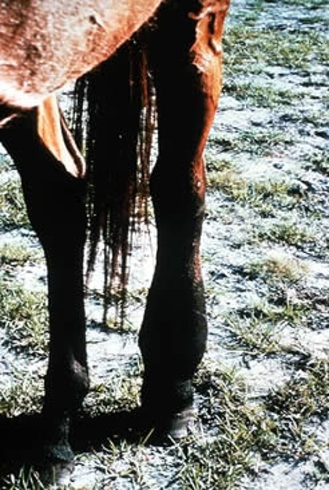 Edema de extremidades, caballo