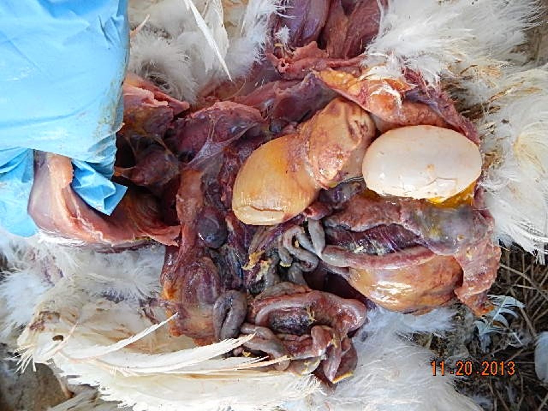 Impacted oviduct, chicken