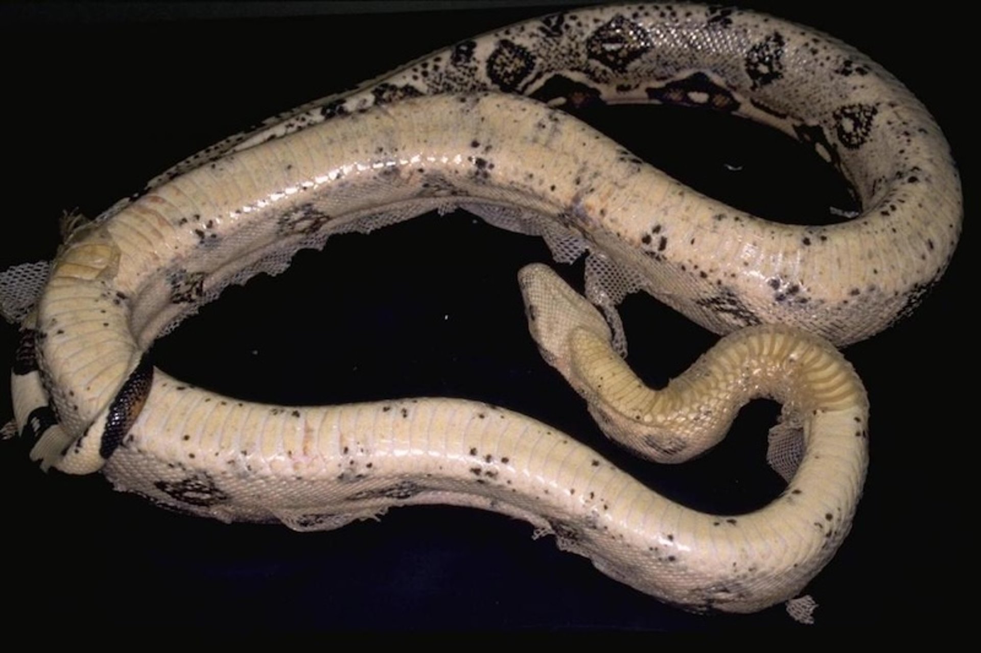 Enfermedad de los cuerpos de inclusión, boa constrictor