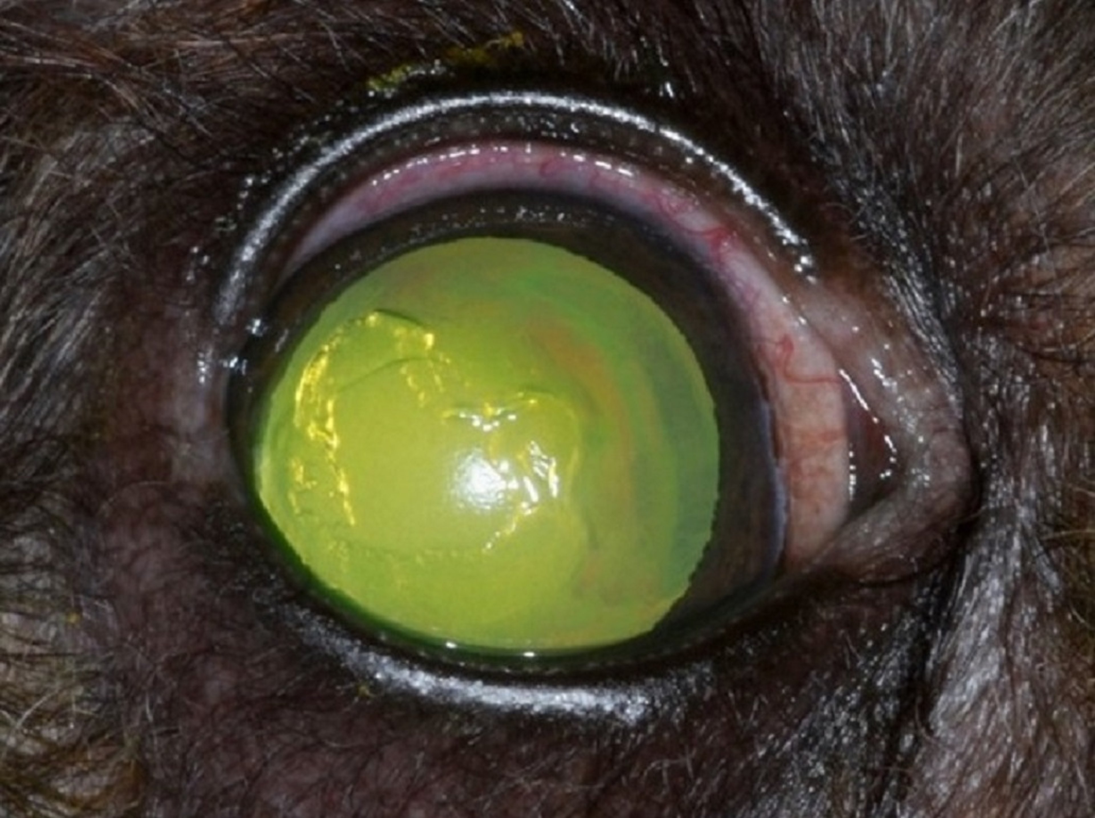 Úlcera corneal indolente, perro