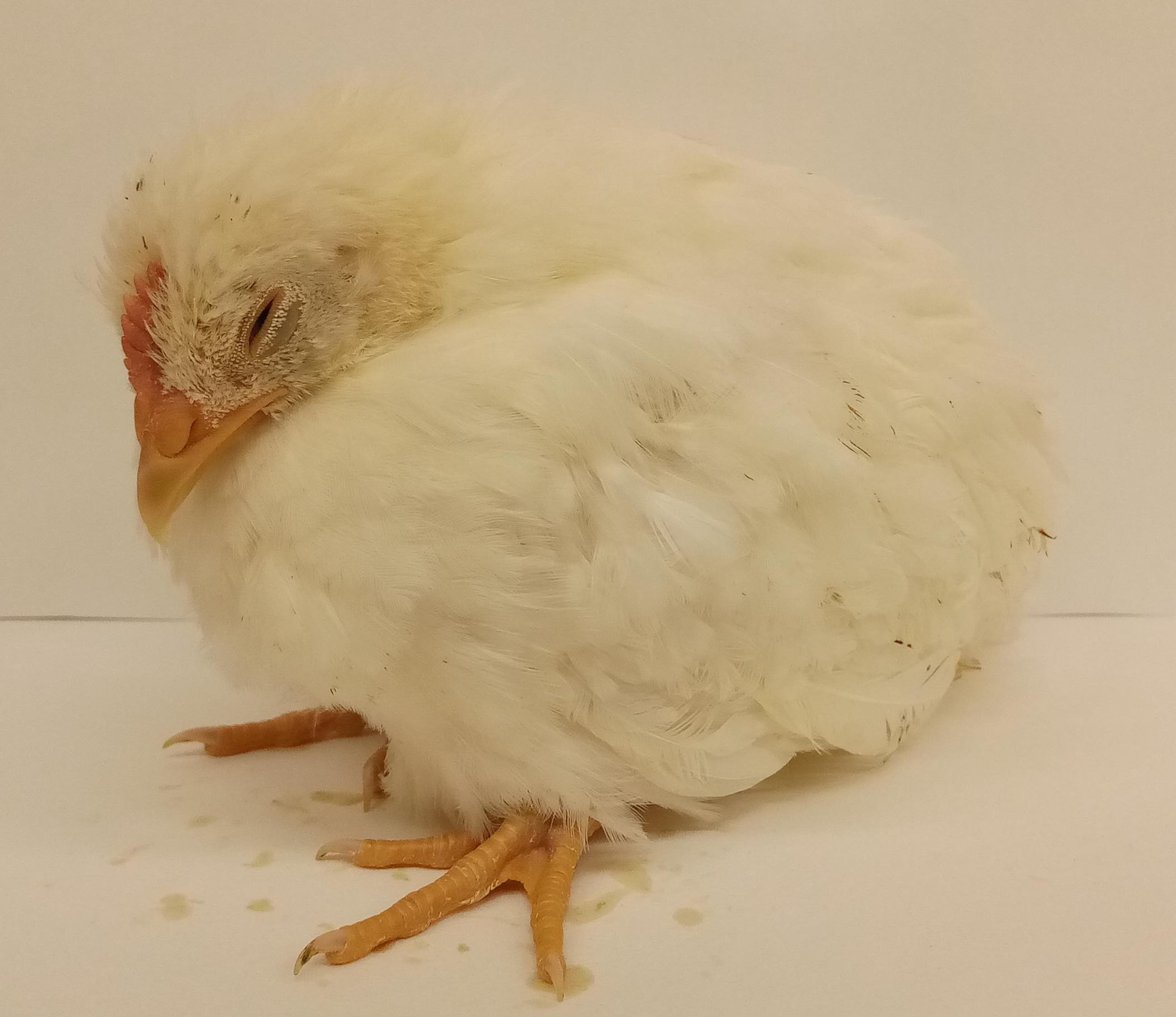 Virus de la bursitis infecciosa, pollo