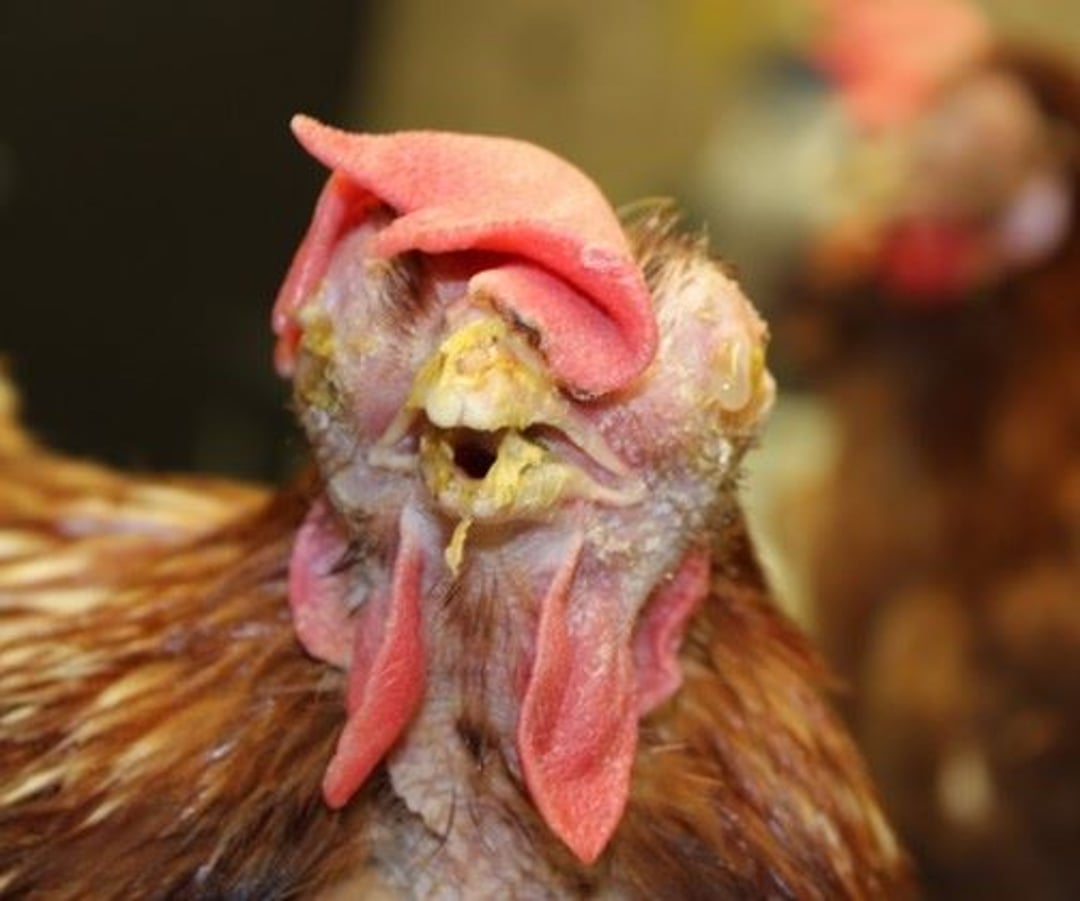 Coriza infecciosa, hinchazón facial